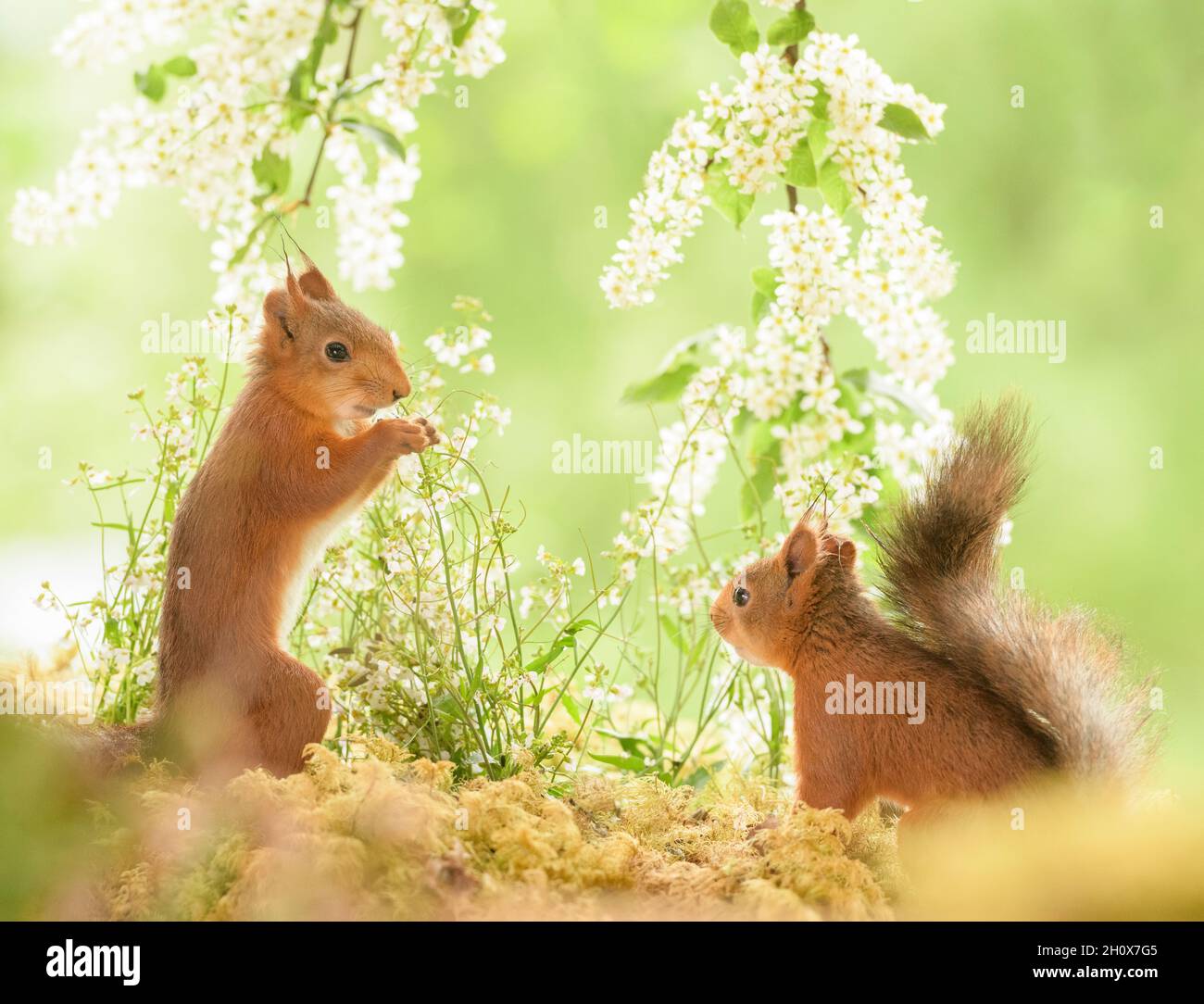 Rote Eichhörnchen stehen mit Hackberry, die einander angucken Stockfoto