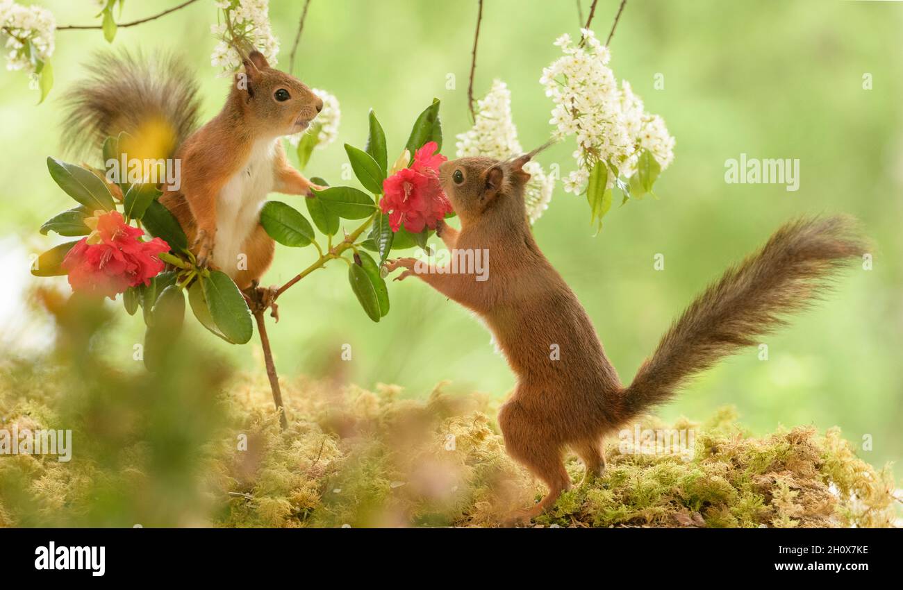 Rote Eichhörnchen stehen auf Rhododendronblütenzweigen Stockfoto