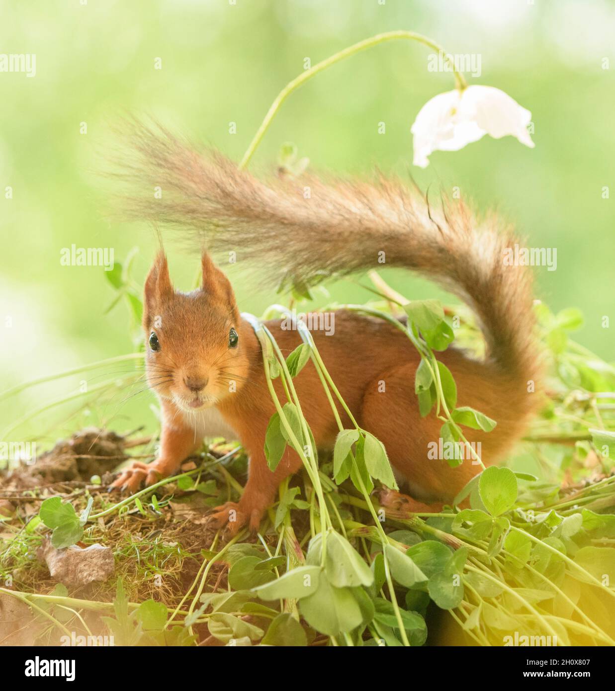 Rotes Eichhörnchen schaut den Betrachter unter einem weißen papaver an Stockfoto