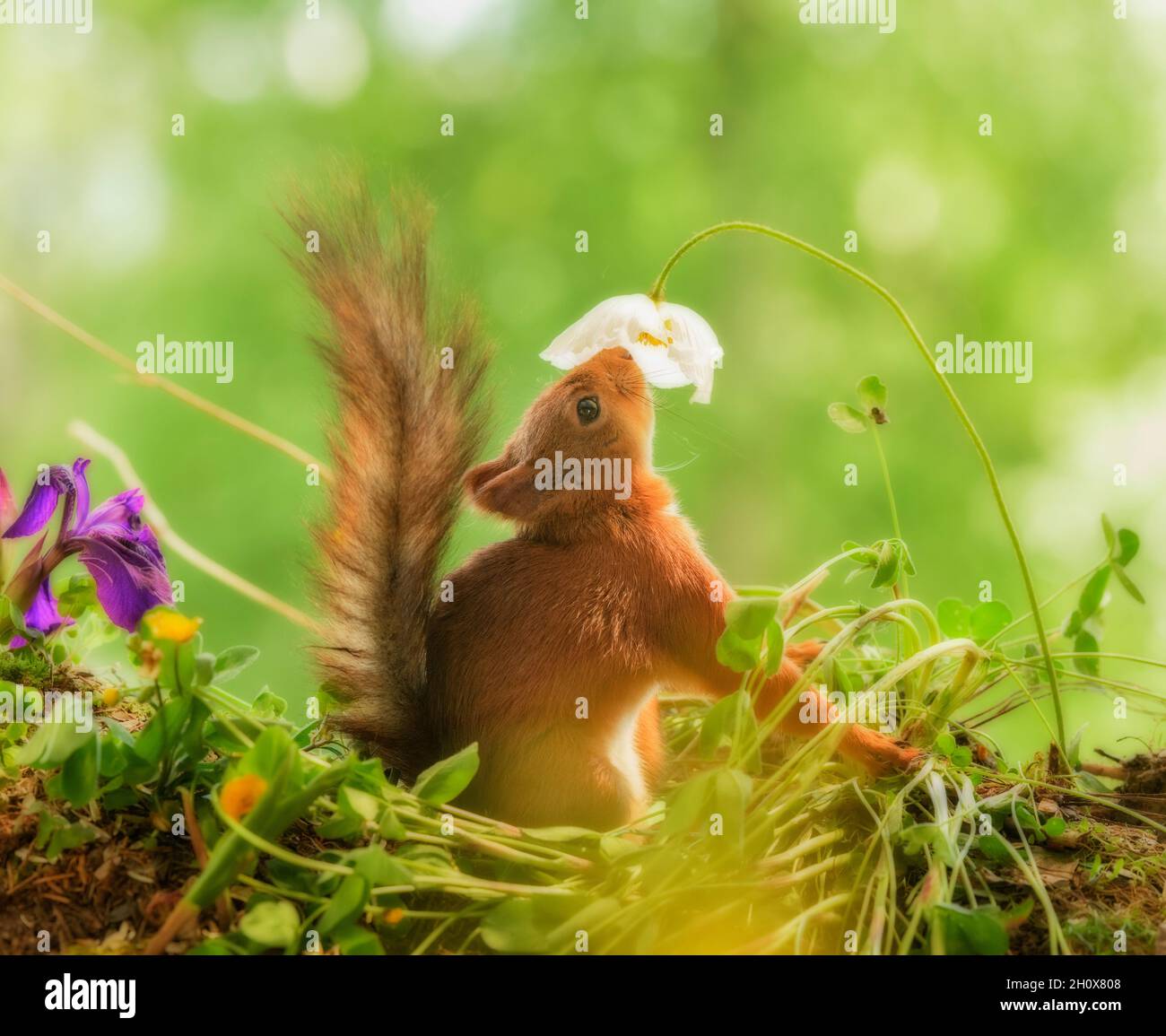 Rotes Eichhörnchen riecht einen weißen papaver, Stockfoto