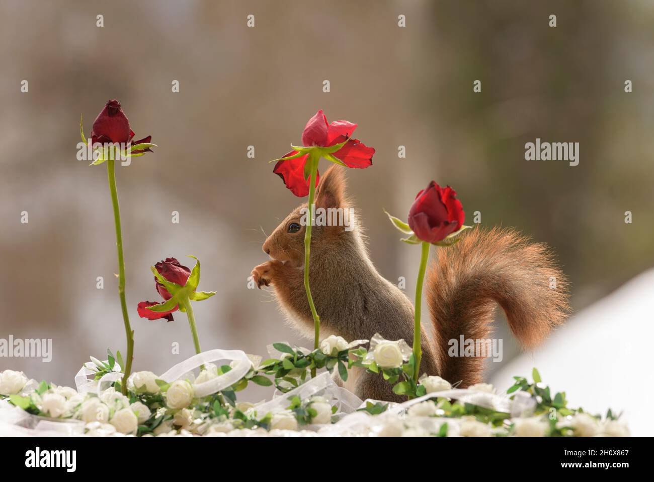 Rotes Eichhörnchen steht hinter Rosen Stockfoto