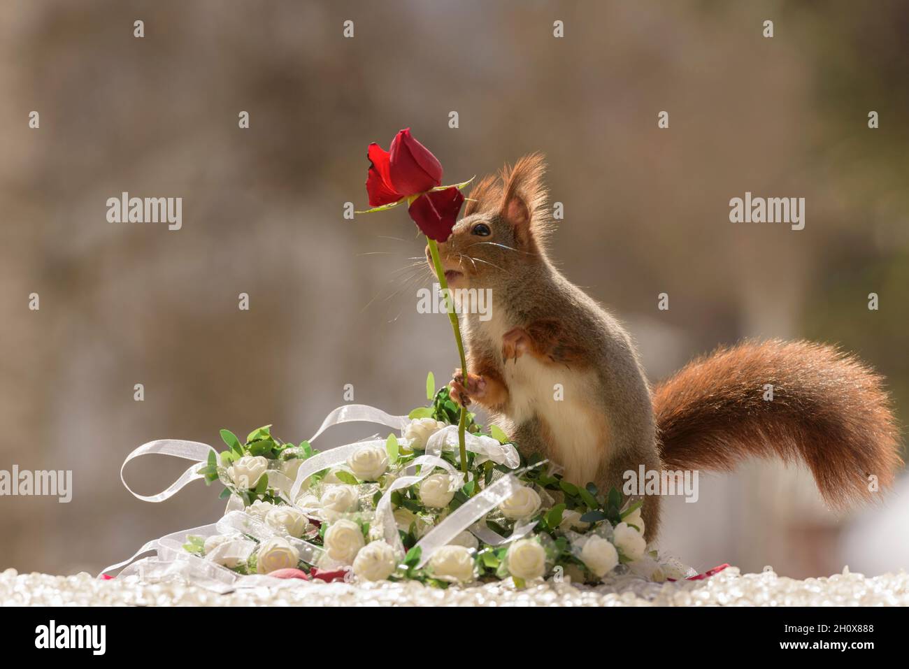 Das rote Eichhörnchen hält eine Rose, die wegschaut Stockfoto