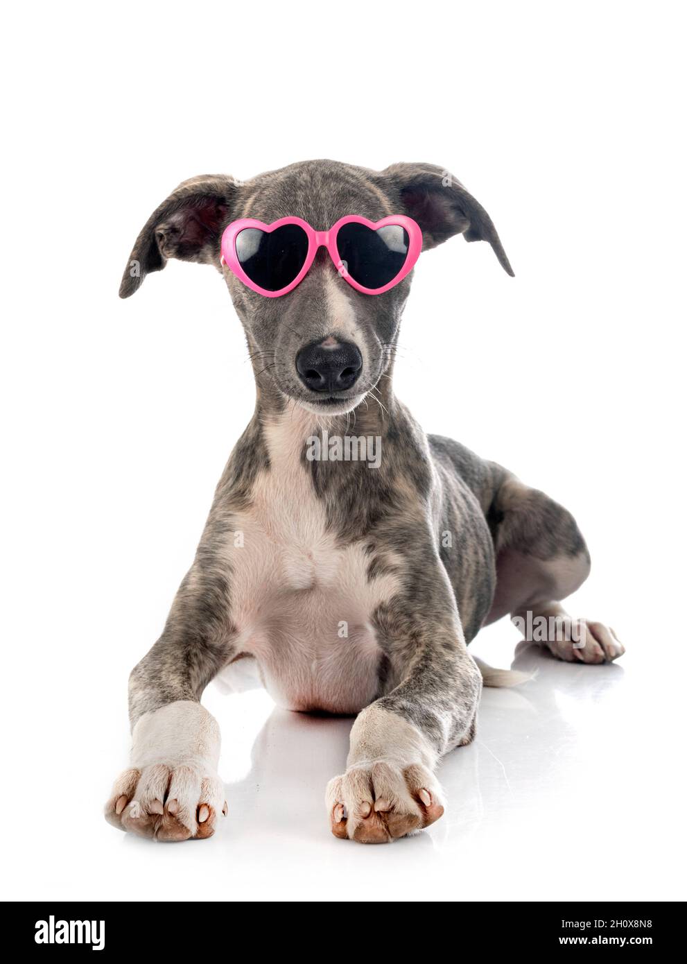 Englisches Whippet vor weißem Hintergrund Stockfoto