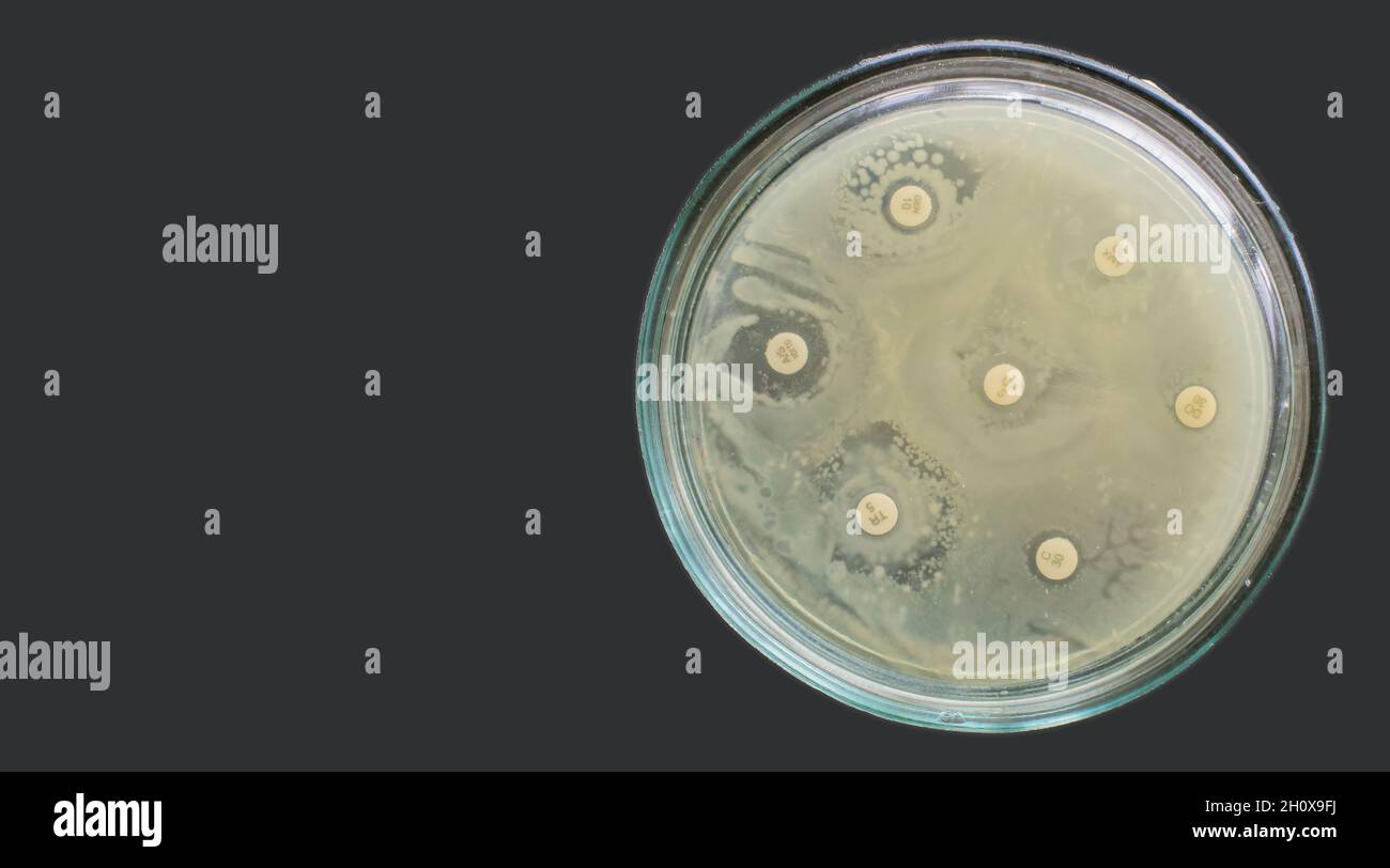 Antibiogramm Multiple Drug Resistance Bakteria Antimikrobielle Empfindlichkeitstest Stockfoto