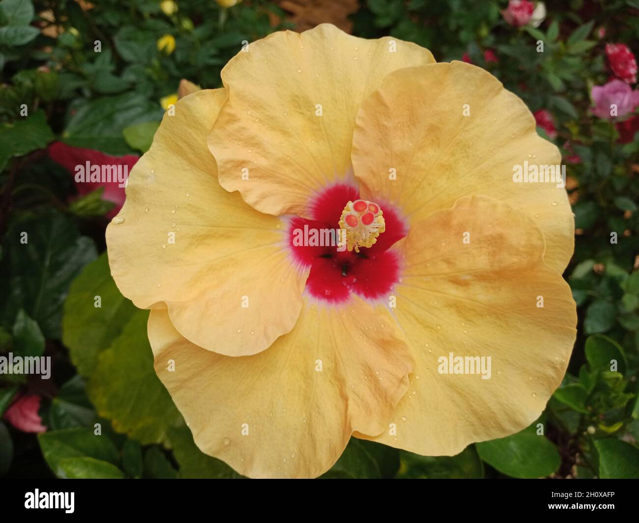 Schöne große gelbe Hibiskusblüten Stockfoto
