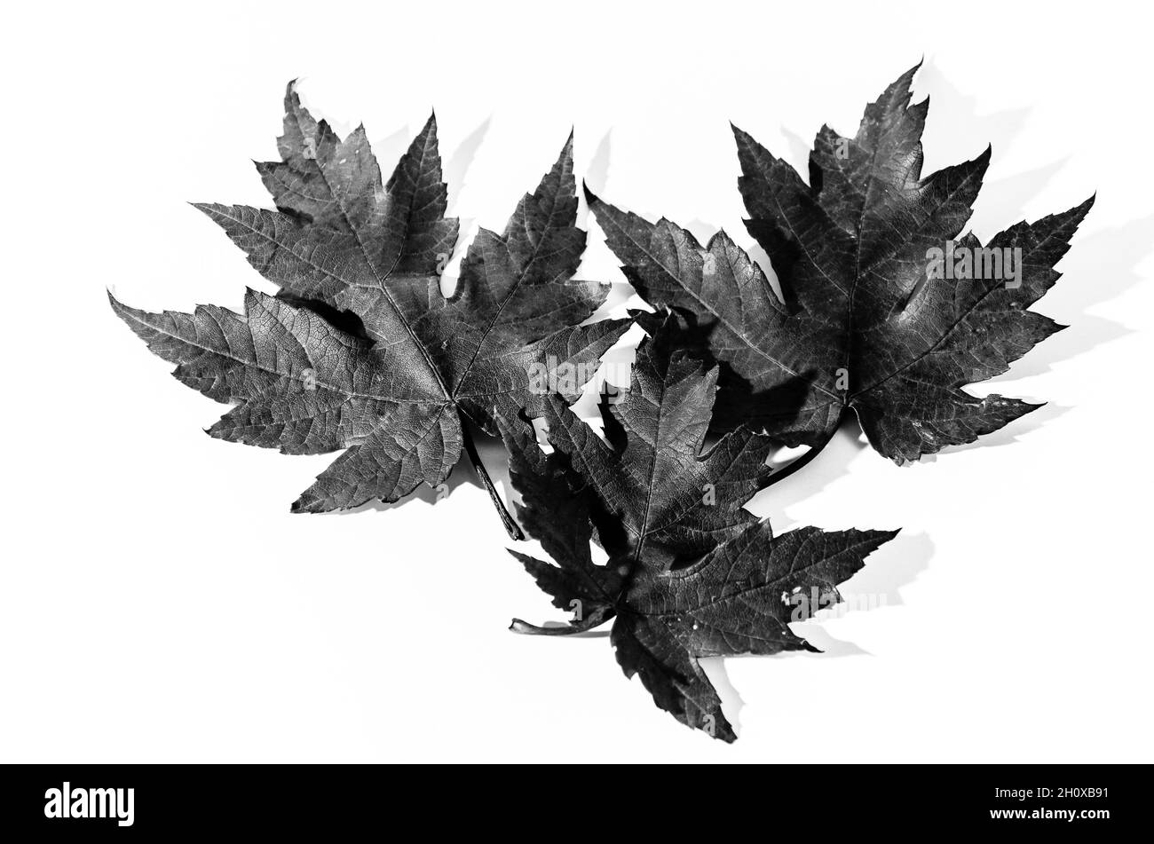 Herbst trockenes Blatt vom Baum auf weißem Hintergrund gefallen Stockfoto