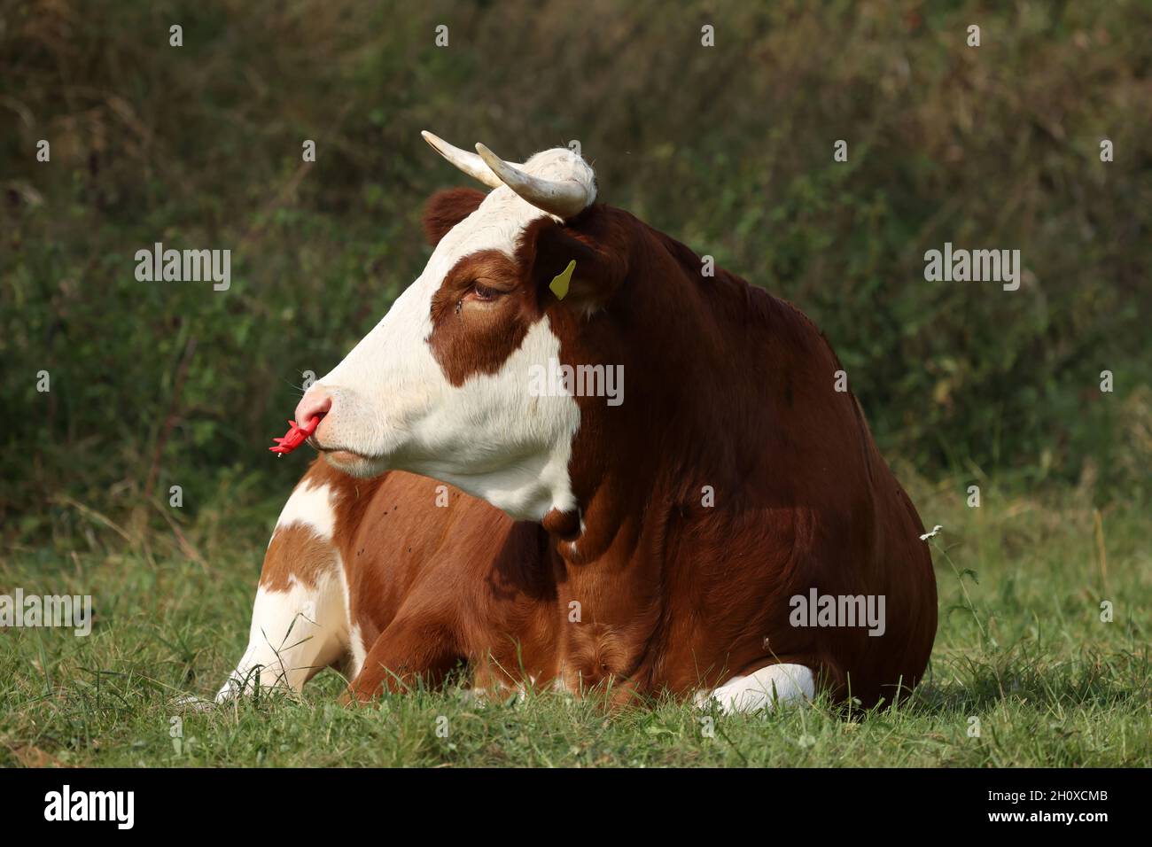 Ein Bulle mit einem roten Nasenring aus Kunststoff. Stockfoto