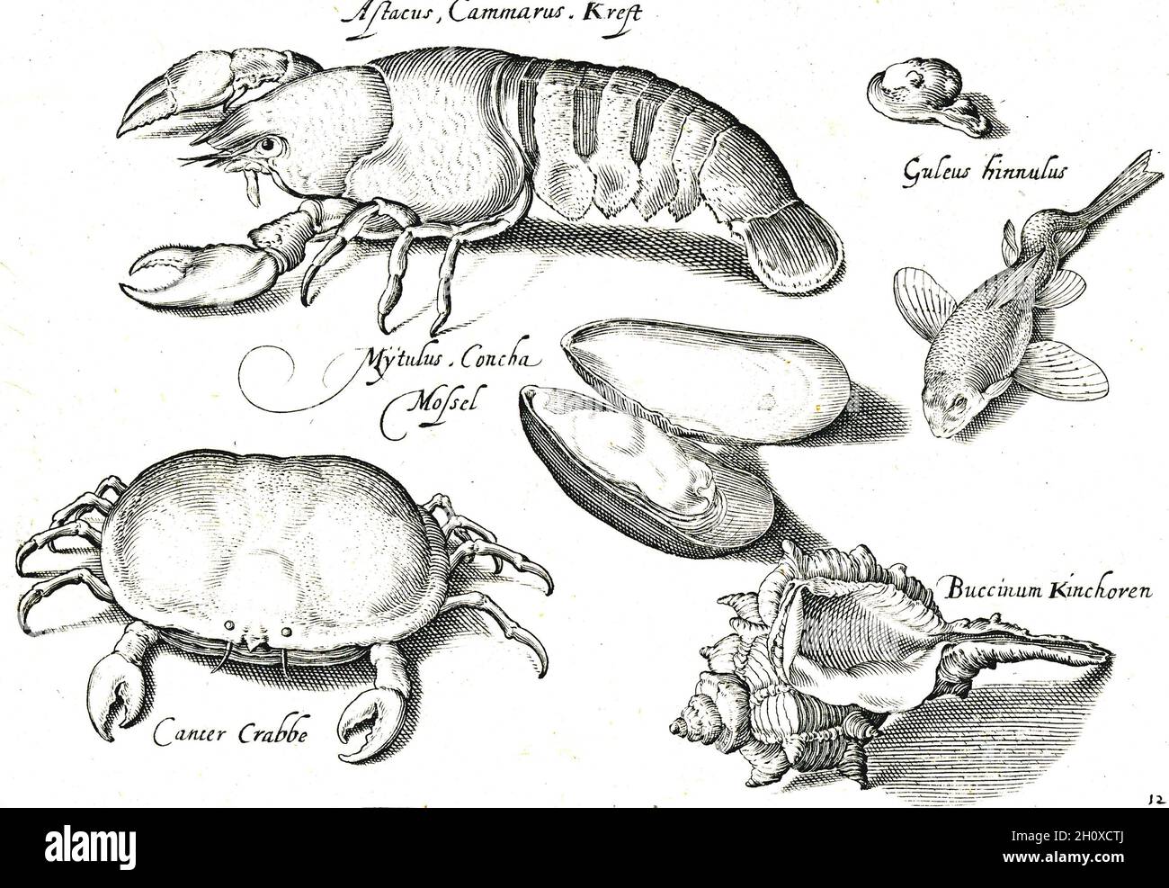 Nicolaes de Bruyn – Fisch, Krebstiere und Muscheln Stockfoto