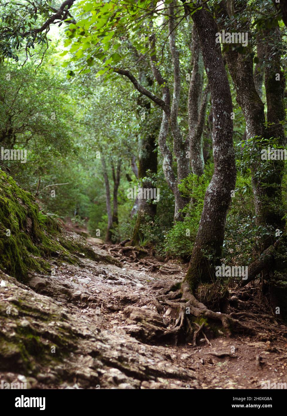 Leerer Waldweg. Eine vertikale Aufnahme von mehreren hohen Bäumen, die im Wald wachsen Stockfoto