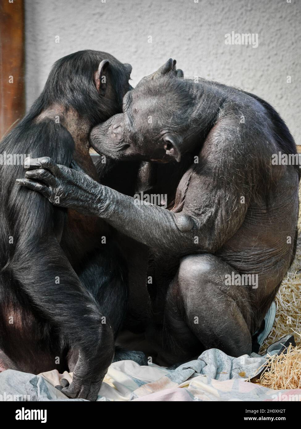 Sanfter Kuss eines Schimpansen auf den Hals seines Partners Stockfoto