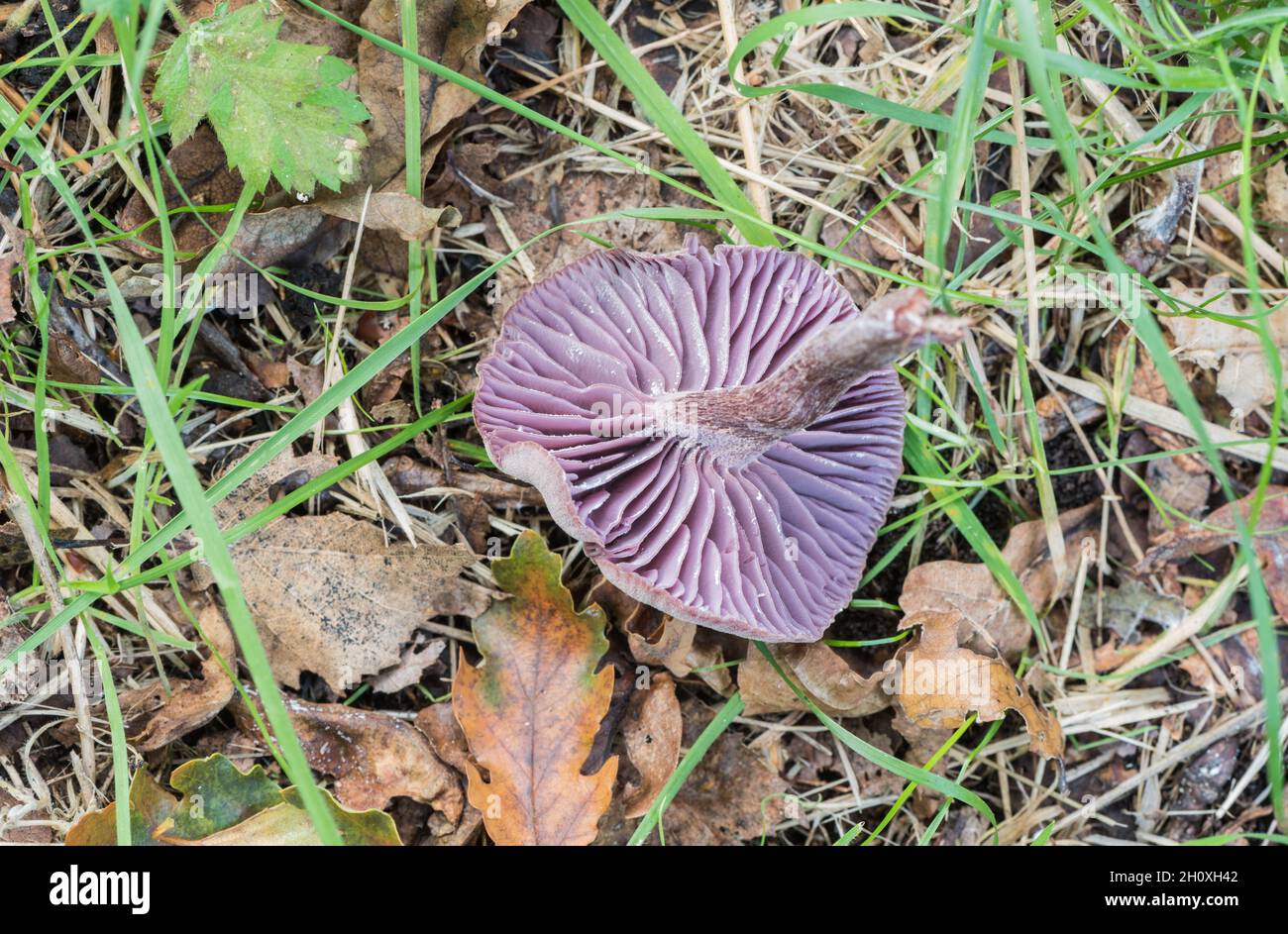 Amethyst deceiver (Laccaria amethystina) Stockfoto