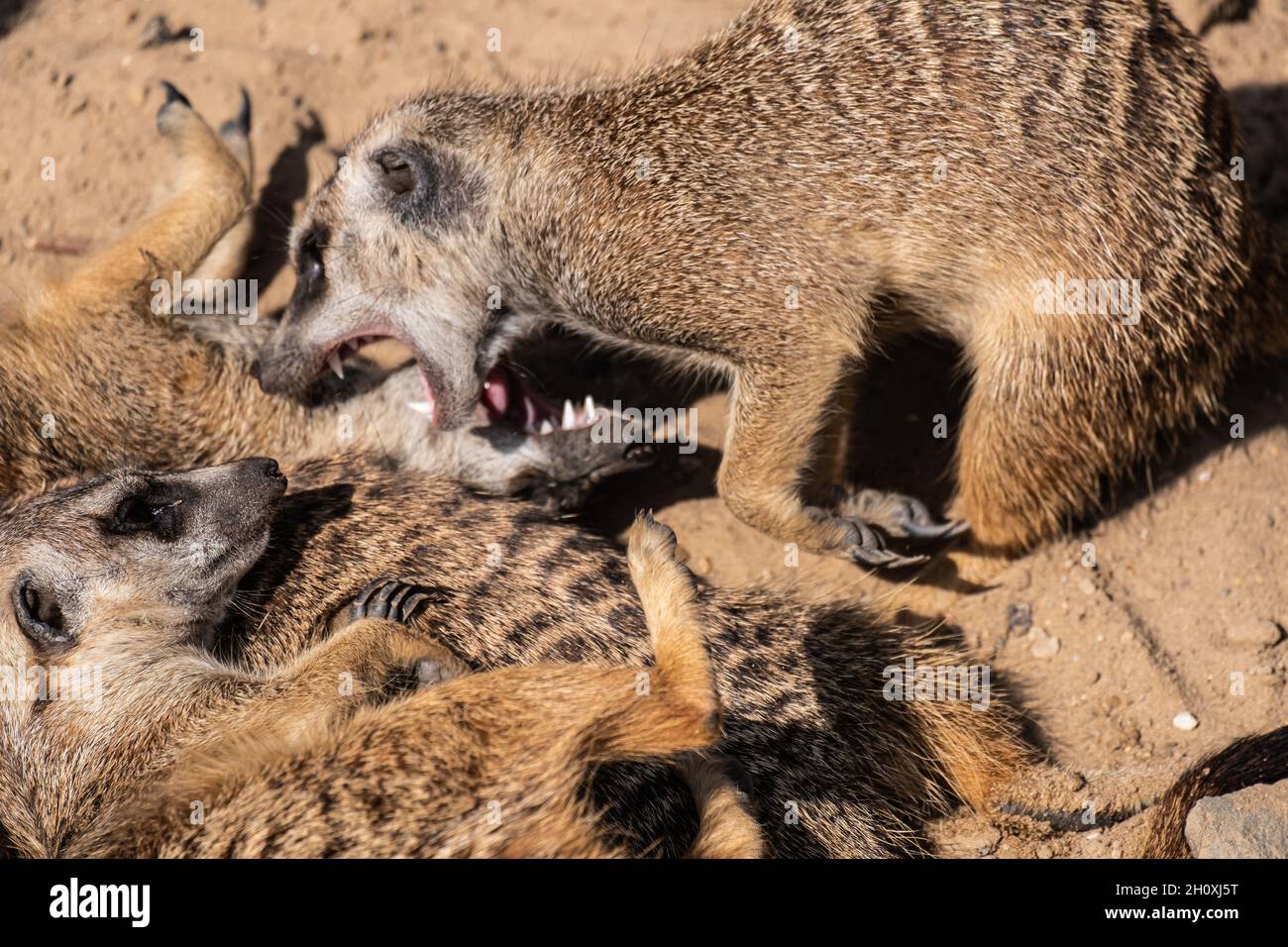 Nahaufnahme von drei liegenden Mongoosen Stockfoto