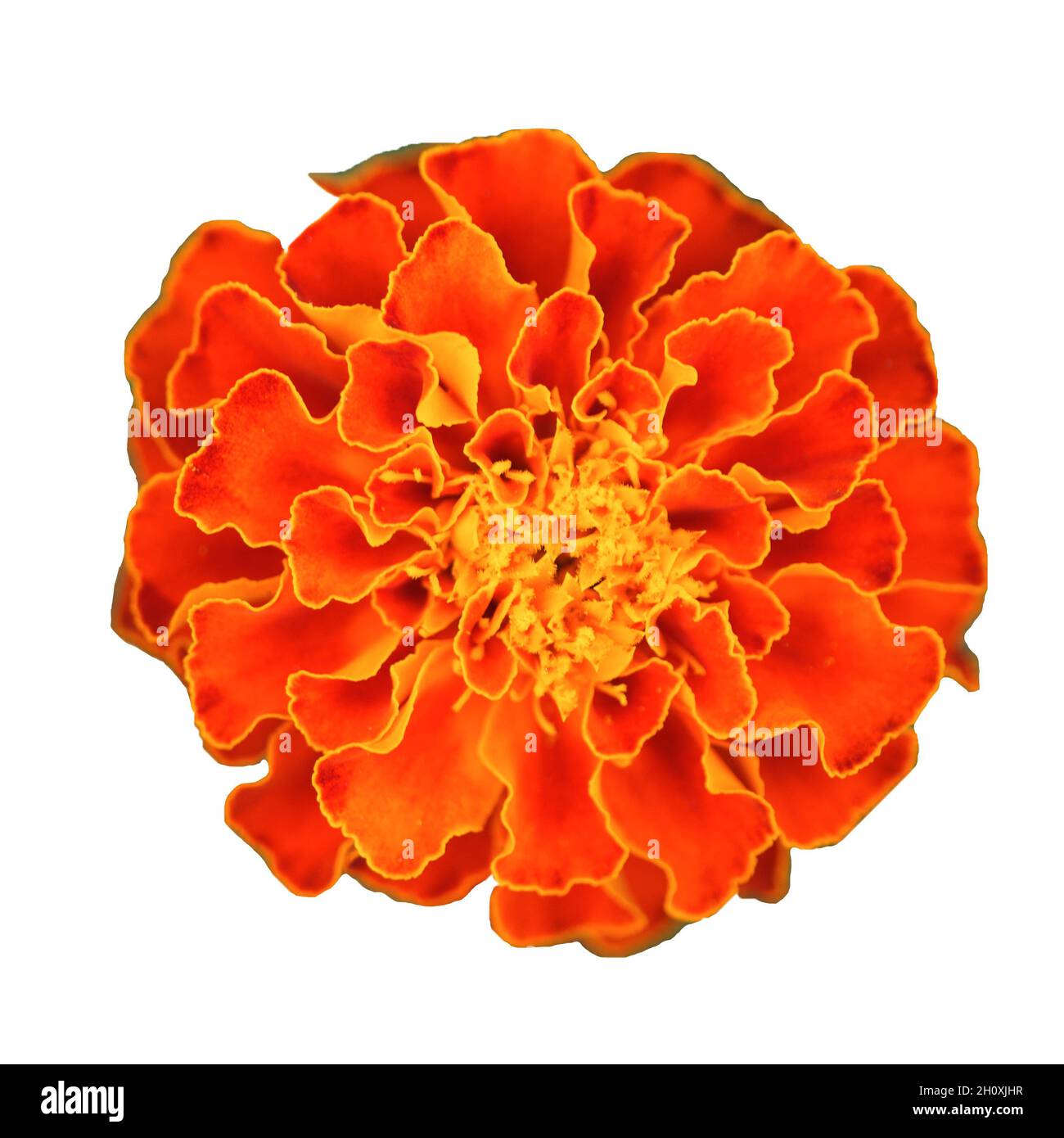 Ringelblume aus der Nähe. Orange Ringelblume isoliert auf weißem Hintergrund. Stockfoto