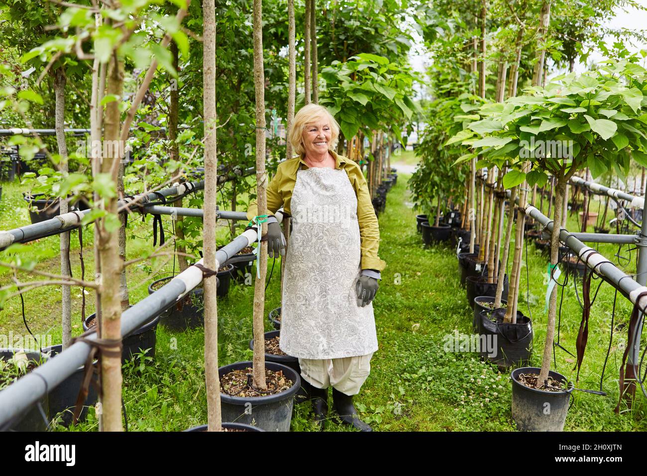 Ältere Frau als Gärtnerin zwischen Pflanzen mit Bewässerungssystem in einer Gärtnerei Stockfoto