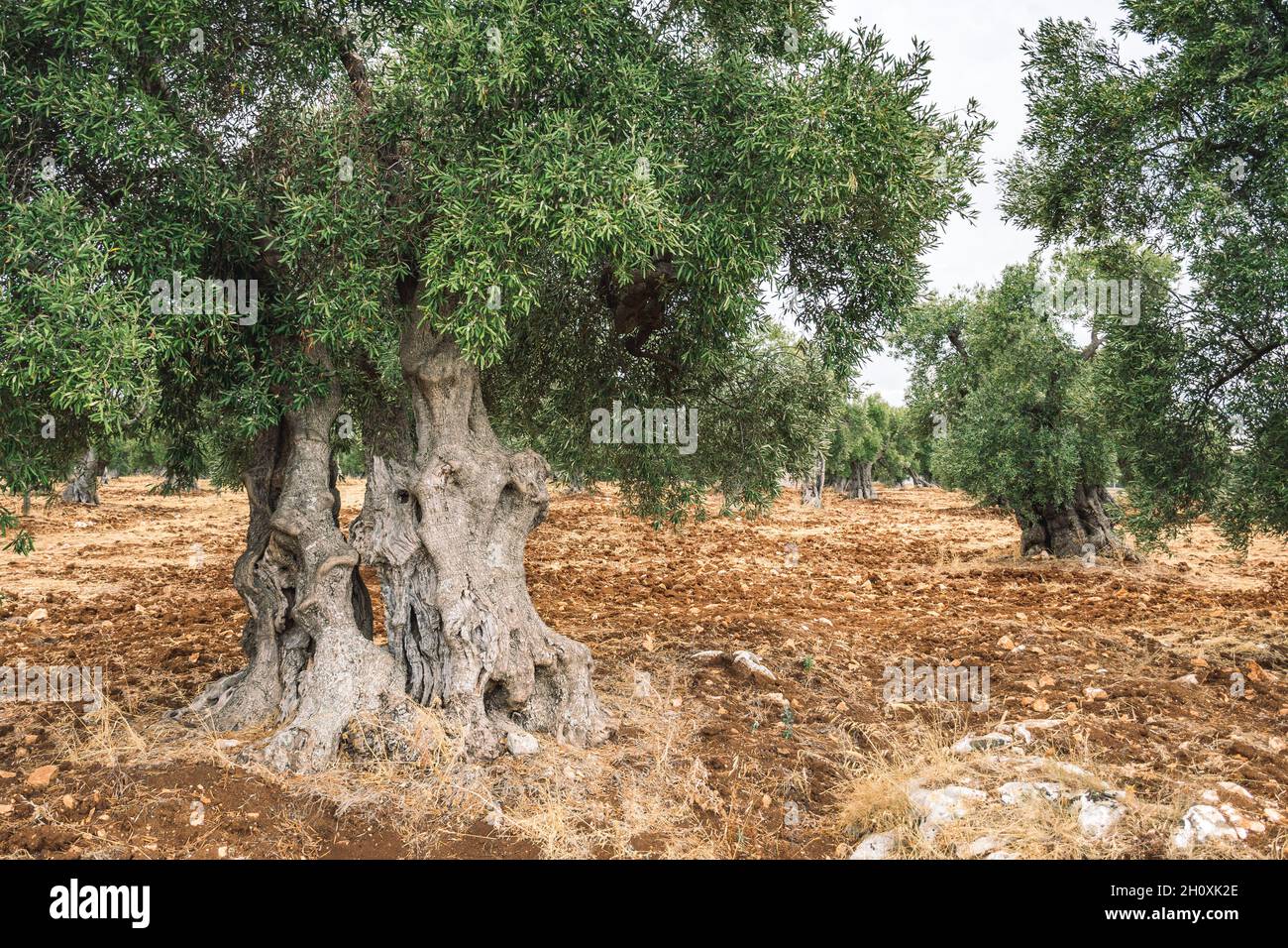 Schöne weltliche Olivenbäume in einem landwirtschaftlichen Feld ähnlich einer Skulptur im Herbst Stockfoto