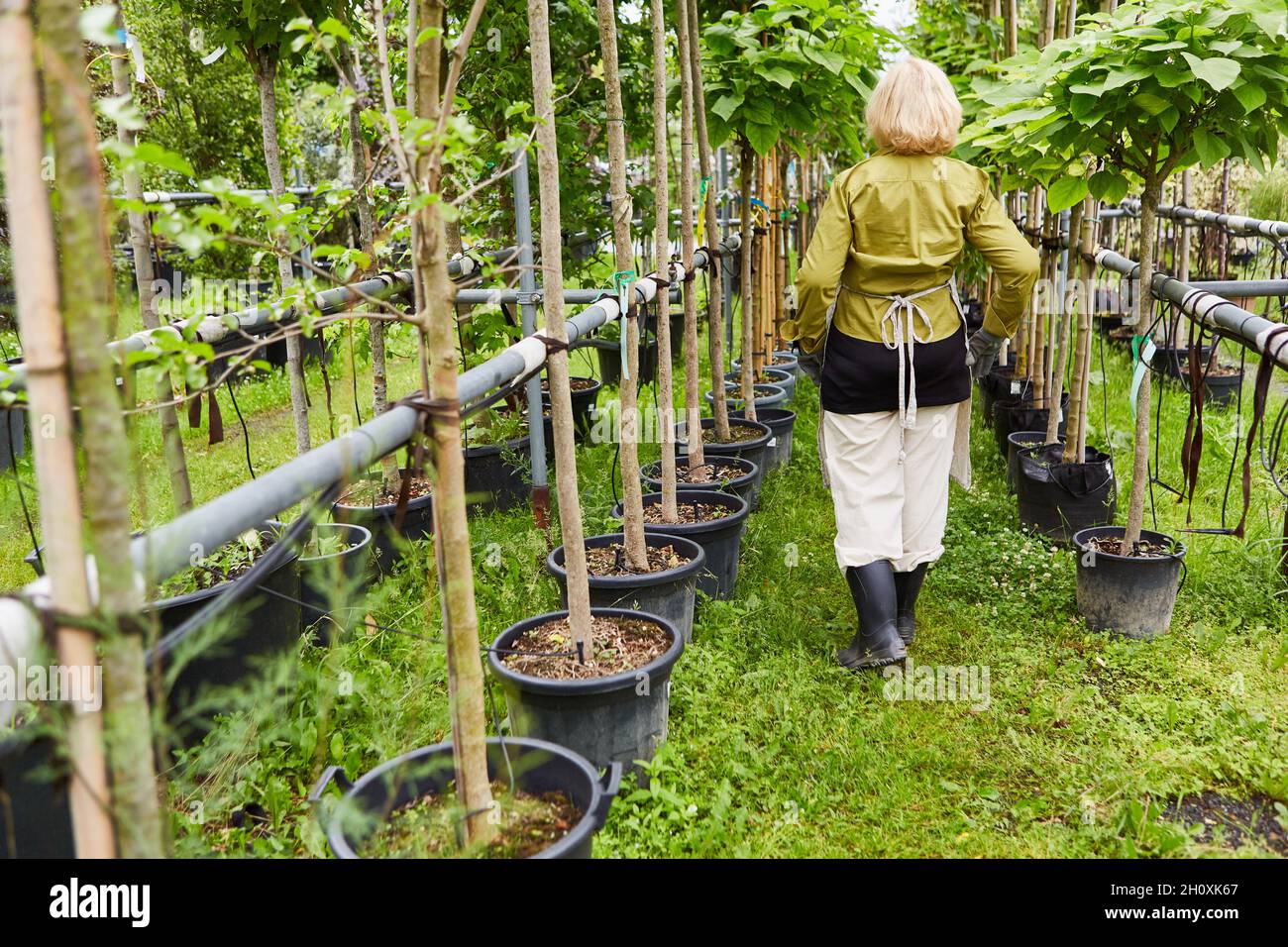 Gärtner zwischen Bäumen mit Bewässerungssystem in der Gärtnerei der Gärtnerei Stockfoto