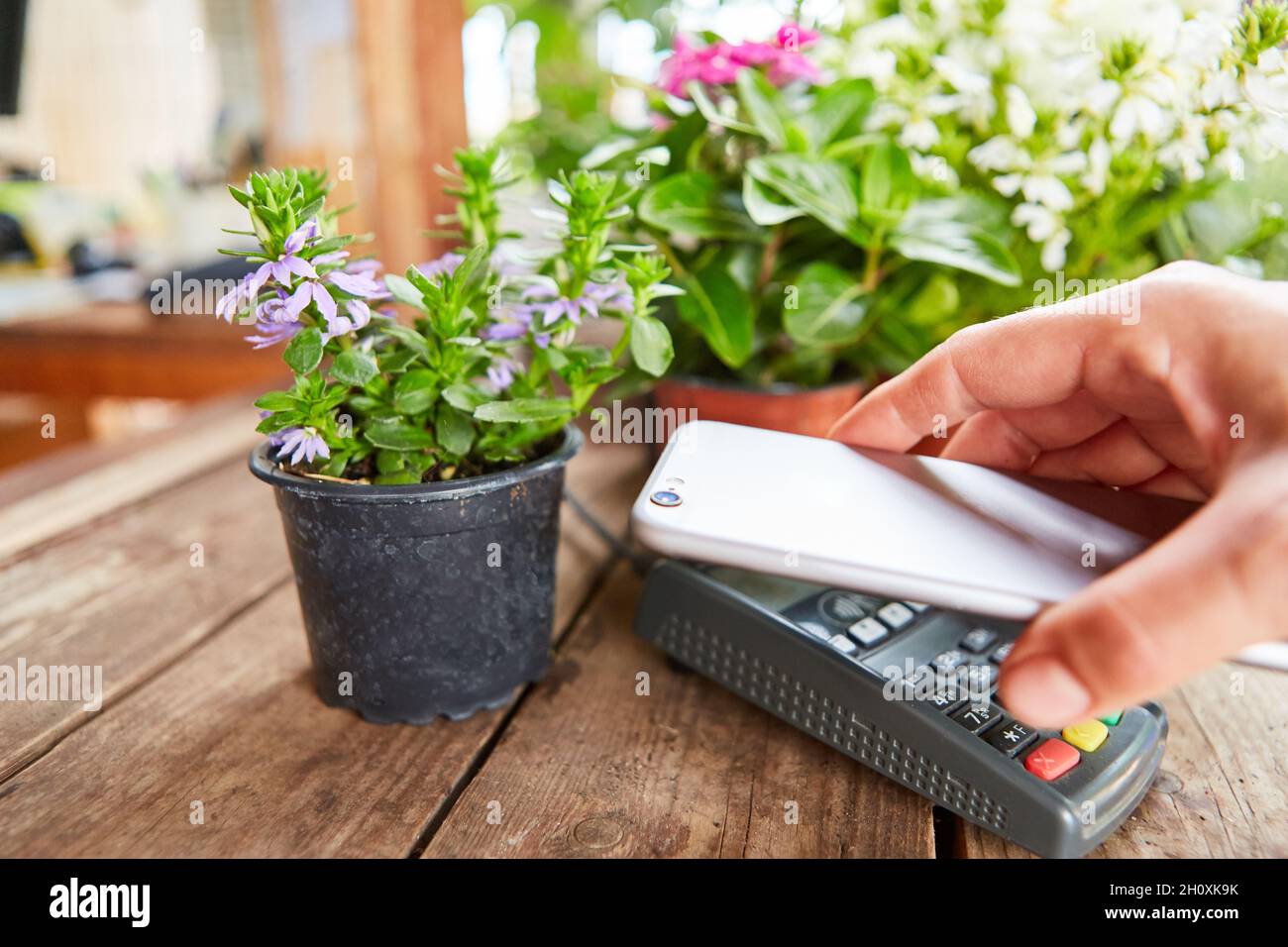 Mobiles Bezahlen mit dem Smartphone an der Kasse des Gartencenters im Einzelhandel Stockfoto