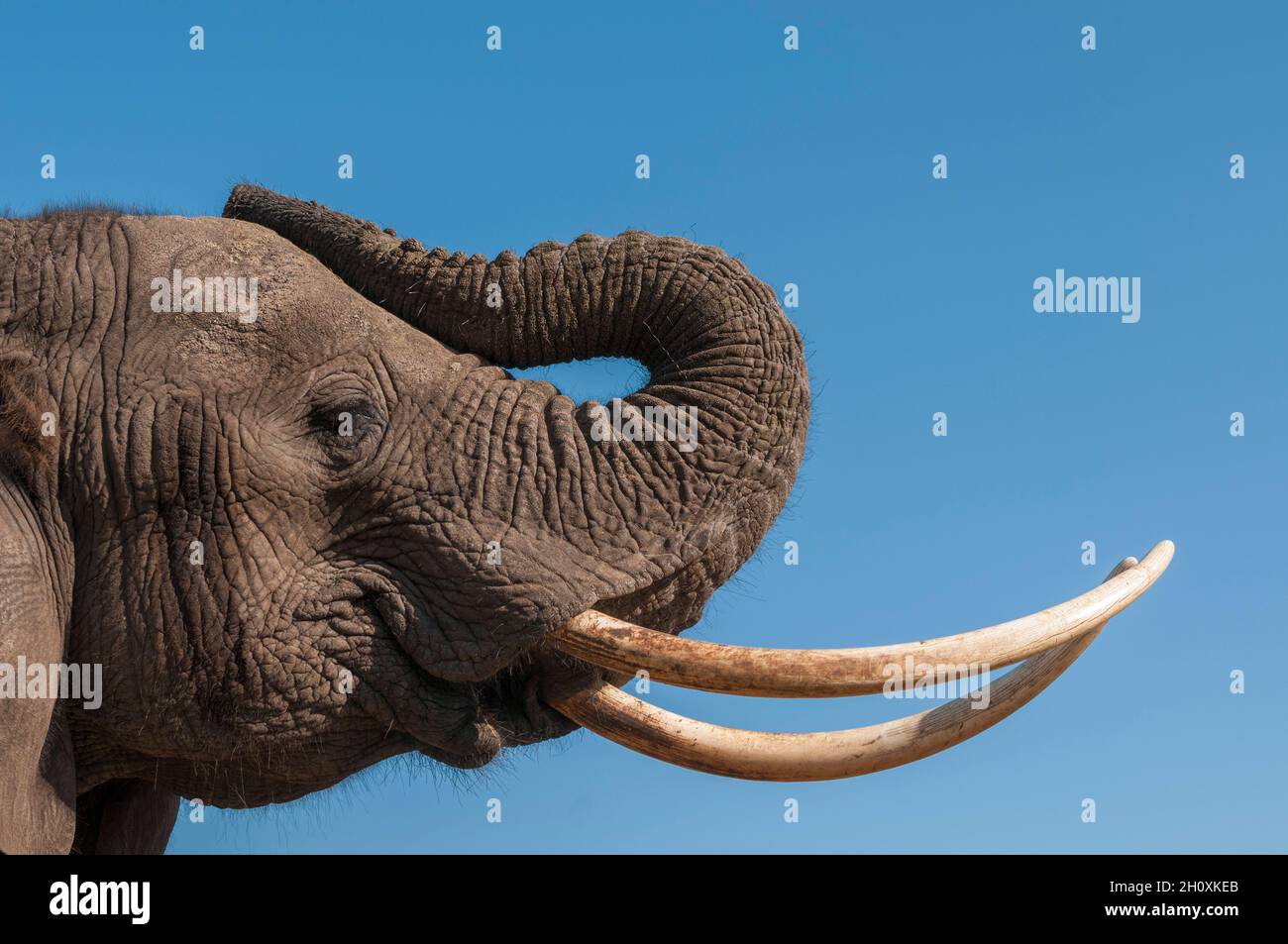 Porträt eines afrikanischen Elefanten, Loxodonta africana, mit extrem langen Stoßzähnen. Abu Camp, Okavango Delta, Botswana. Stockfoto
