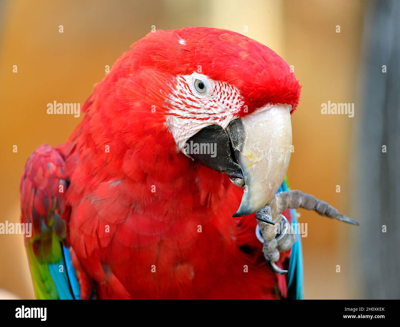 Tongue finger -Fotos und -Bildmaterial in hoher Auflösung - Seite 2 - Alamy