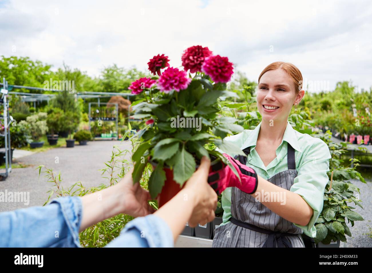 Junge Frau in der Ausbildung als Gärtnerlehrling mit Topfpflanze in der Gärtnerei Stockfoto