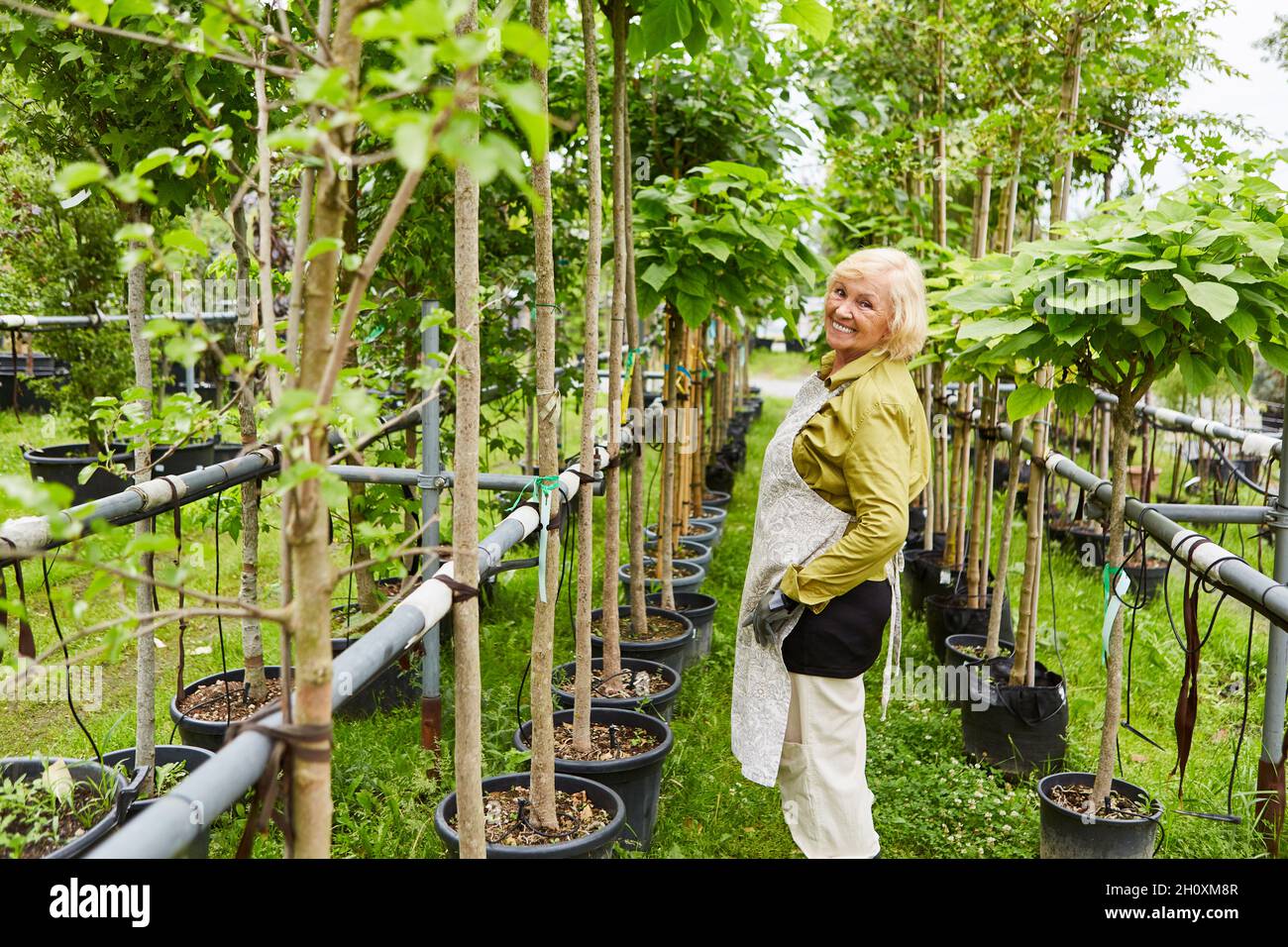 In einer Gärtnerei steht ein älterer Gärtner zwischen Pflanzen mit Bewässerungssystem Stockfoto