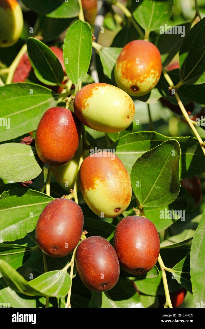 Früchte der jujube. Ziziphus jujuba. Stockfoto