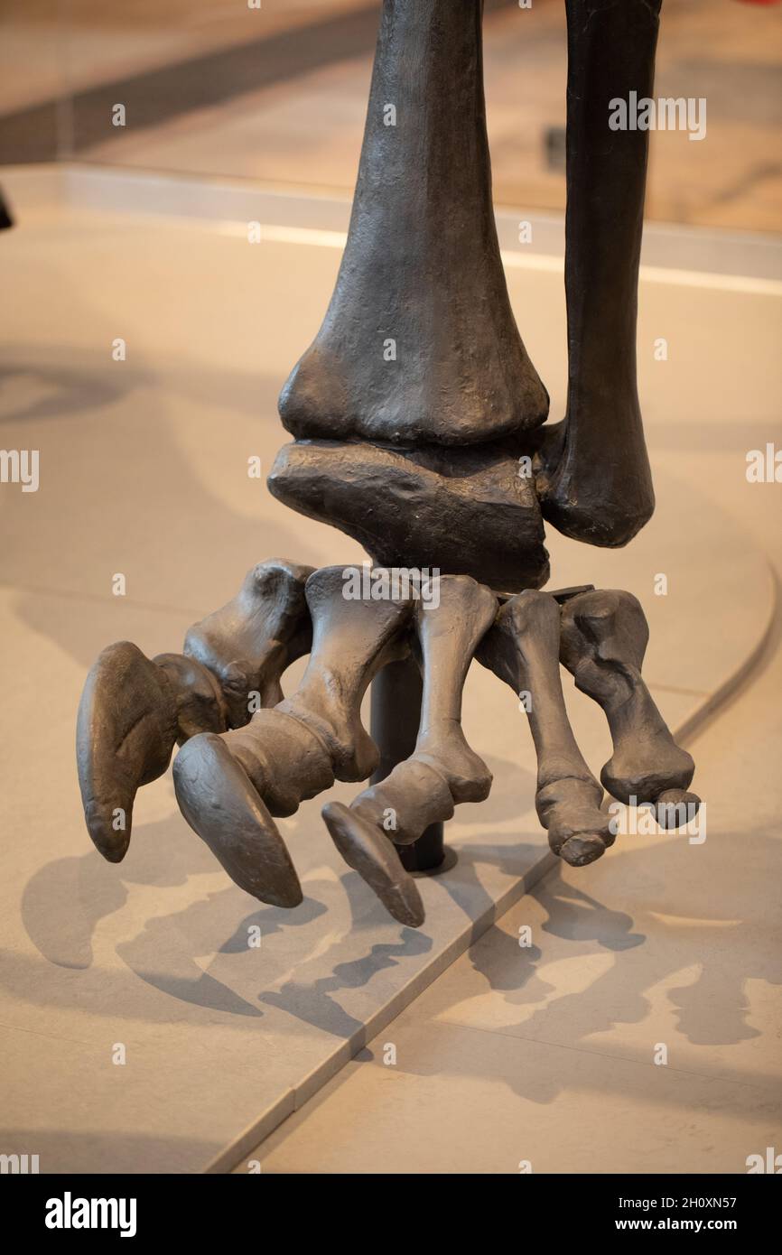 Pentadactyl-Extremität. Linker Vorderfuß von „Dippy“. Diplodocus carnegie, Sauropode, Dinosaurier, Zehen, Ziffern, Harzguss, gehört zum Naturhistorischen Museum, Stockfoto