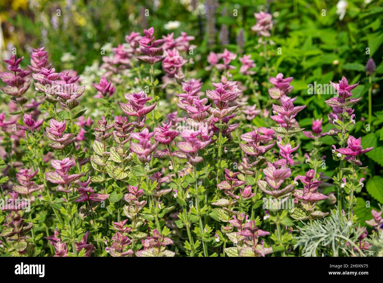 Nahaufnahme der jährlichen Salbei rosa Salvia horminum Blumen im Sommer England UK Vereinigtes Königreich GB Großbritannien Stockfoto
