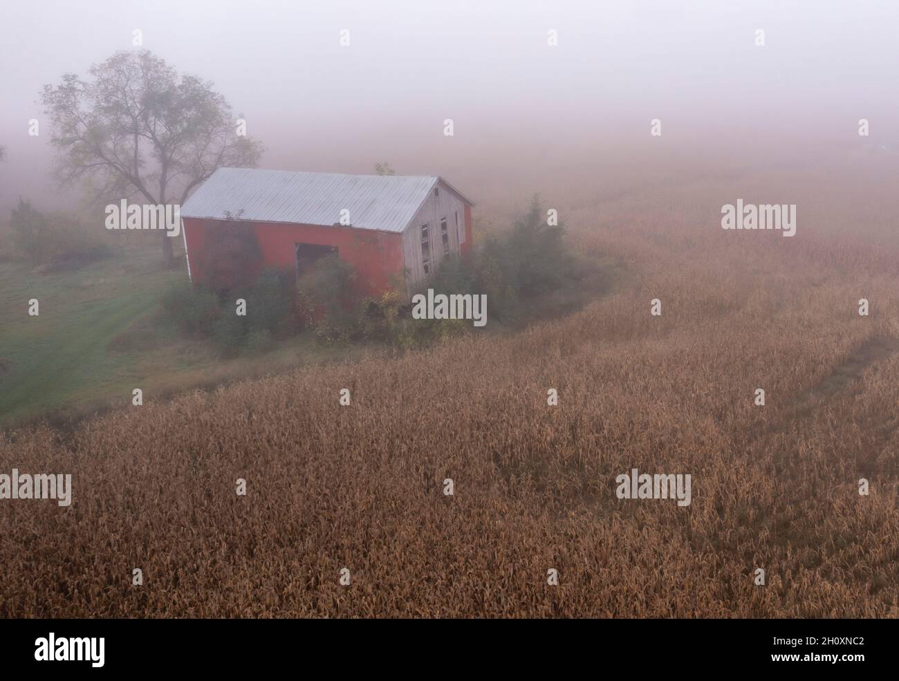 Martin, Michigan - eine Luftaufnahme einer alten Scheune neben einem Kornfeld bei nebligen Wetter. Stockfoto