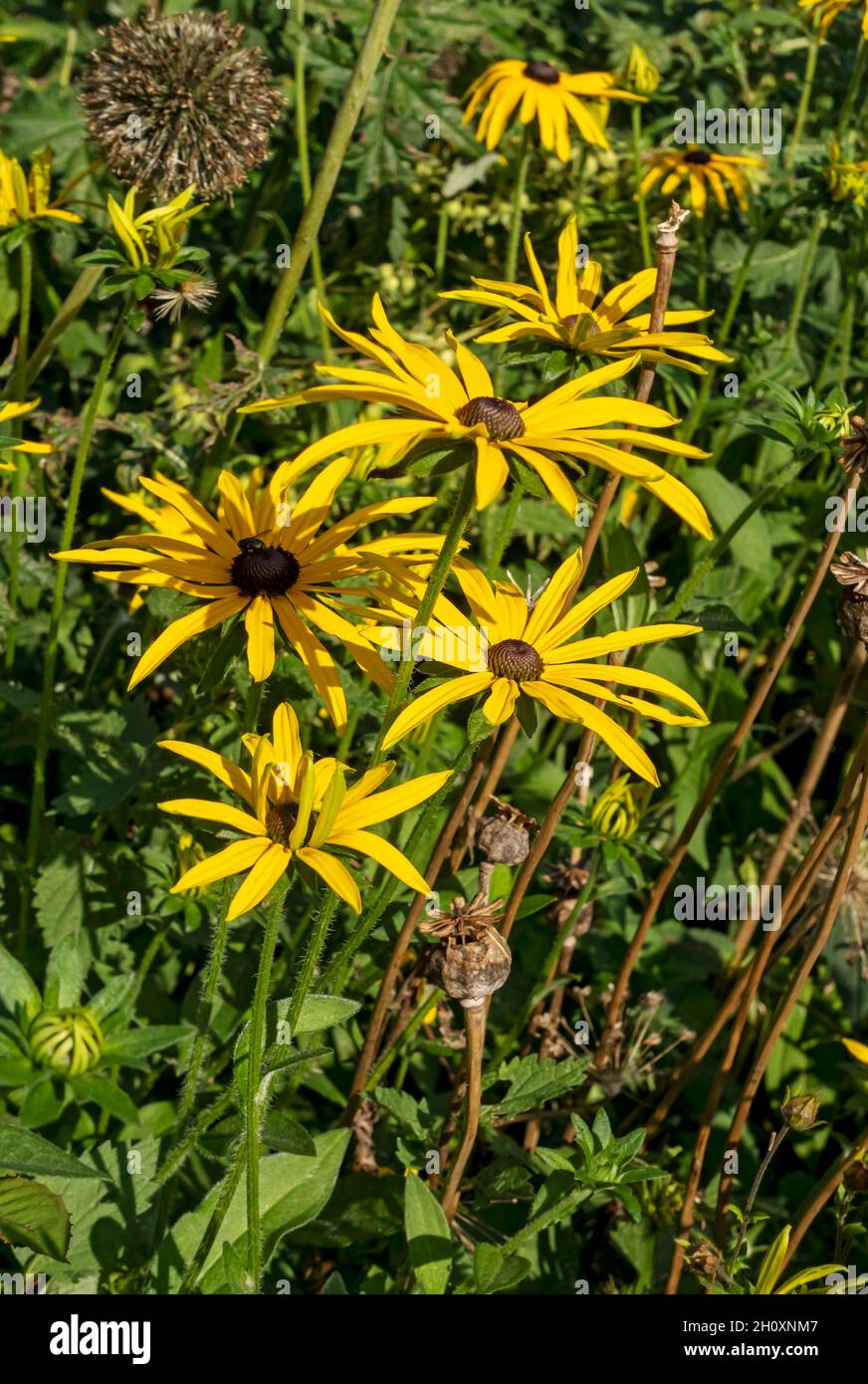 Nahaufnahme von asteraceae gelbe Rudbeckia-Blüten Kegelblume Blume im Sommergarten England UK Vereinigtes Königreich GB Großbritannien Stockfoto