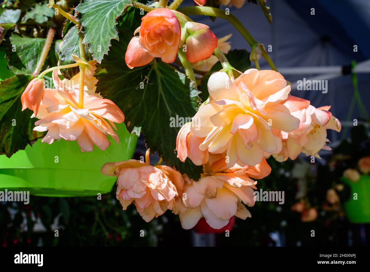 Orangefarbene Begonia blüht an einem sonnigen Sommertag mit frischen grünen Blättern in einem Gartentopf, mehrjährige Blütenpflanzen in der Familie Begoniaceae, lebhafter Flor Stockfoto