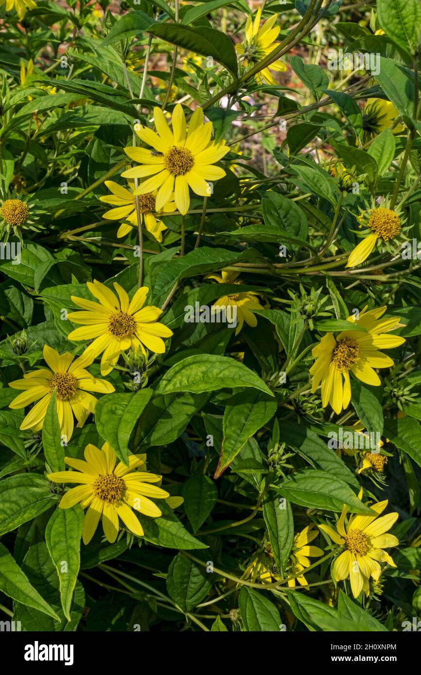 Gelbe Blüten der sonnenblume helianthus 'Lemon Queen' im Spätsommer England Vereinigtes Königreich GB Großbritannien Stockfoto