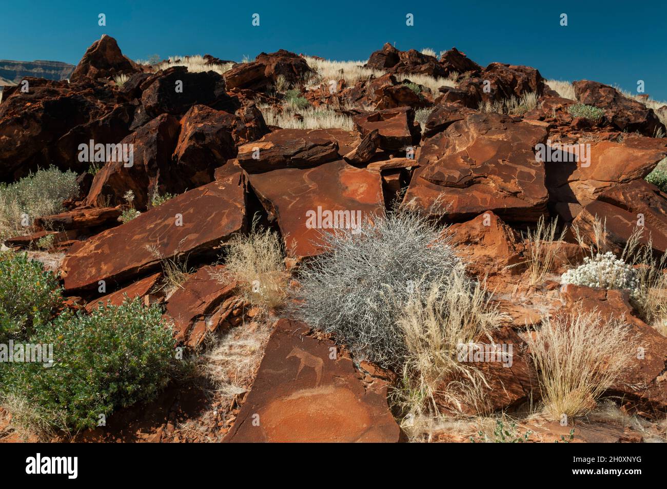 Felsgravuren aus der späten Steinzeit auf Felsplatten in der Nähe von Khorixas. Twyfelfontein, Kunene, Namibia. Stockfoto