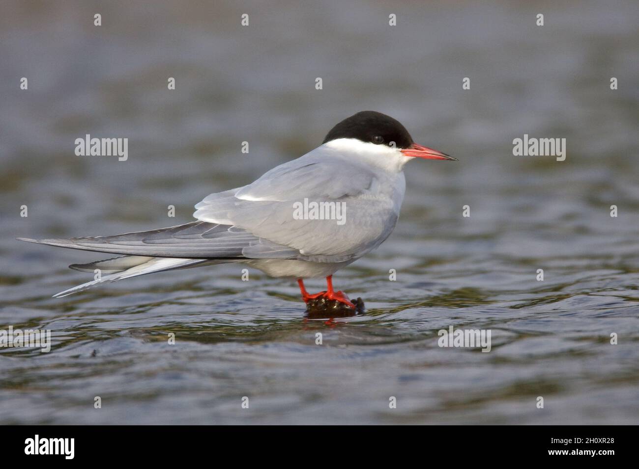 Arctic Tern Sterna paradisaea - Zuchttiere Erwachsene. L 35 cm. Anmutige Seevögelin mit schwebendem Flug. Tauchgänge für Fische. Die Geschlechter sind ähnlich. Erwachsener hat gre Stockfoto