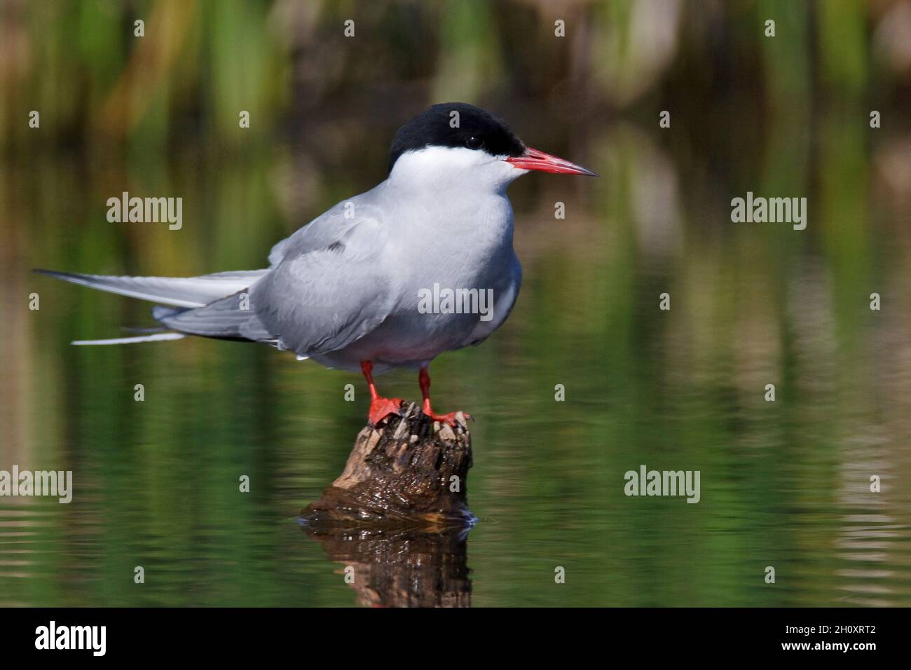 Arctic Tern Sterna paradisaea - Zuchttiere Erwachsene. L 35 cm. Anmutige Seevögelin mit schwebendem Flug. Tauchgänge für Fische. Die Geschlechter sind ähnlich. Erwachsener hat gre Stockfoto