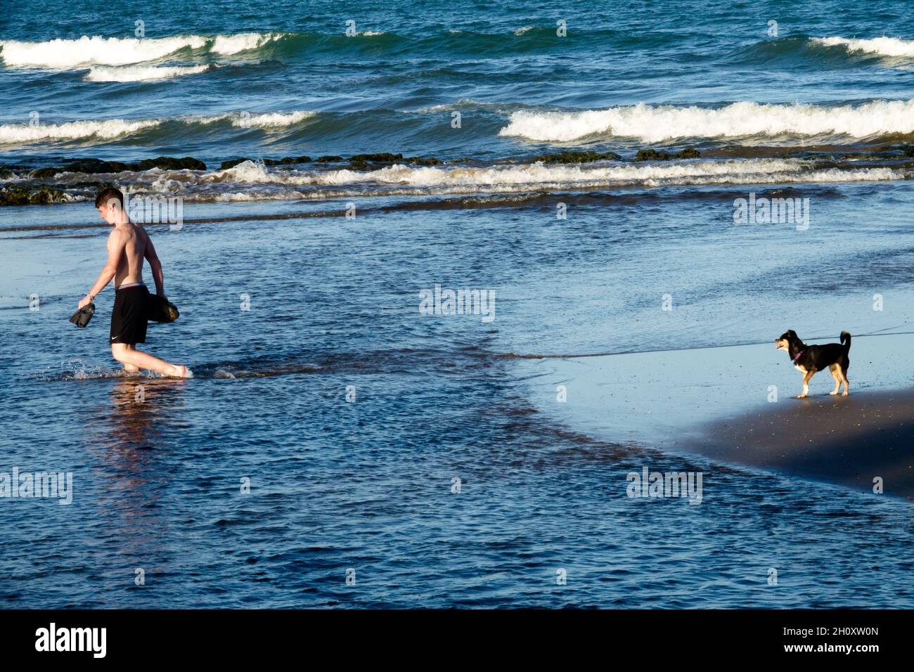 Ein junger Mann und ein Hund sind am Strand, ein Hund am Ufer beobachtet einen Mann, der durch das Wasser weht, Mann und Hund Stockfoto