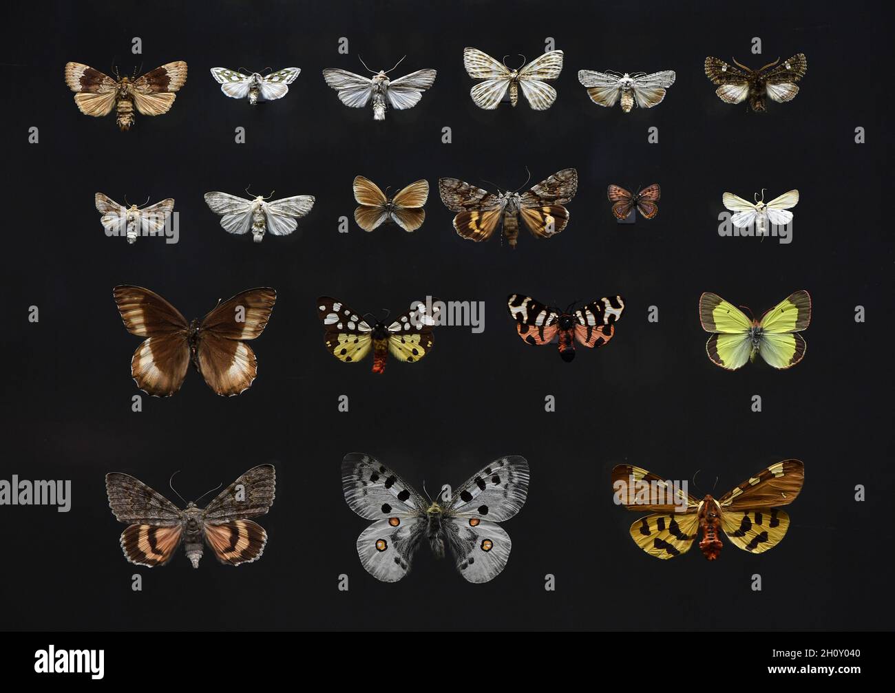 Erfurt, Deutschland. Oktober 2021. Ausgestorbene Schmetterlinge werden in einer Vitrine im Naturhistorischen Museum Erfurt ausgestellt. Am selben Tag wurden hier die neuen Roten Listen für Thüringen vorgestellt. Alle zehn Jahre erfassen die Roten Listen die Population einheimischer Tier-, Pflanzen- und Pilzgruppen sowie Biotope und Pflanzengemeinschaften und bewerten deren Gefährdungsstatus. Quelle: Martin Schutt/dpa-Zentralbild/dpa/Alamy Live News Stockfoto