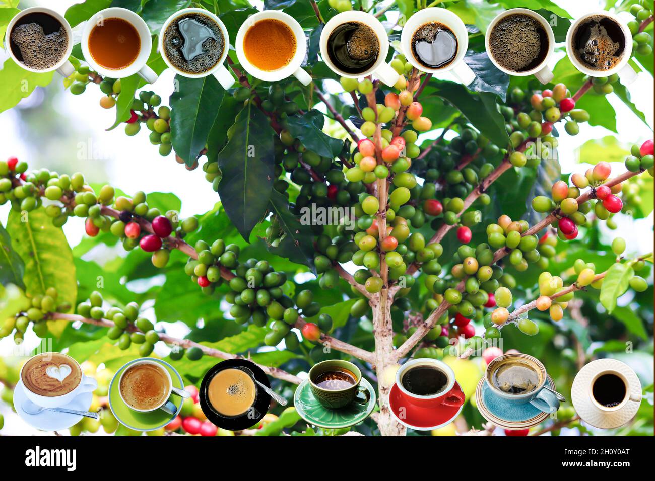 Bild einer Kaffeepflanze mit vielen Kaffeebohnen. Und es gibt verschiedene Arten von Kaffeebechern auf dem Bild angeordnet. Am besten für Hintergrundarbeiten. Stockfoto