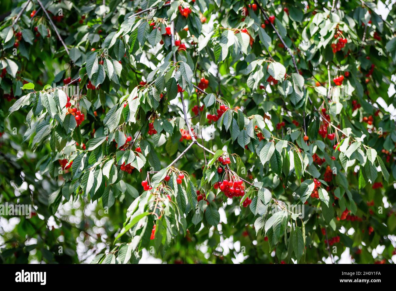 Nahaufnahme einer reifen frischen roten Kirschen und grünen Blättern in einem Baumgarten in einem Garten an einem sonnigen Sommertag, schöne Außenhintergrund fotografiert Stockfoto