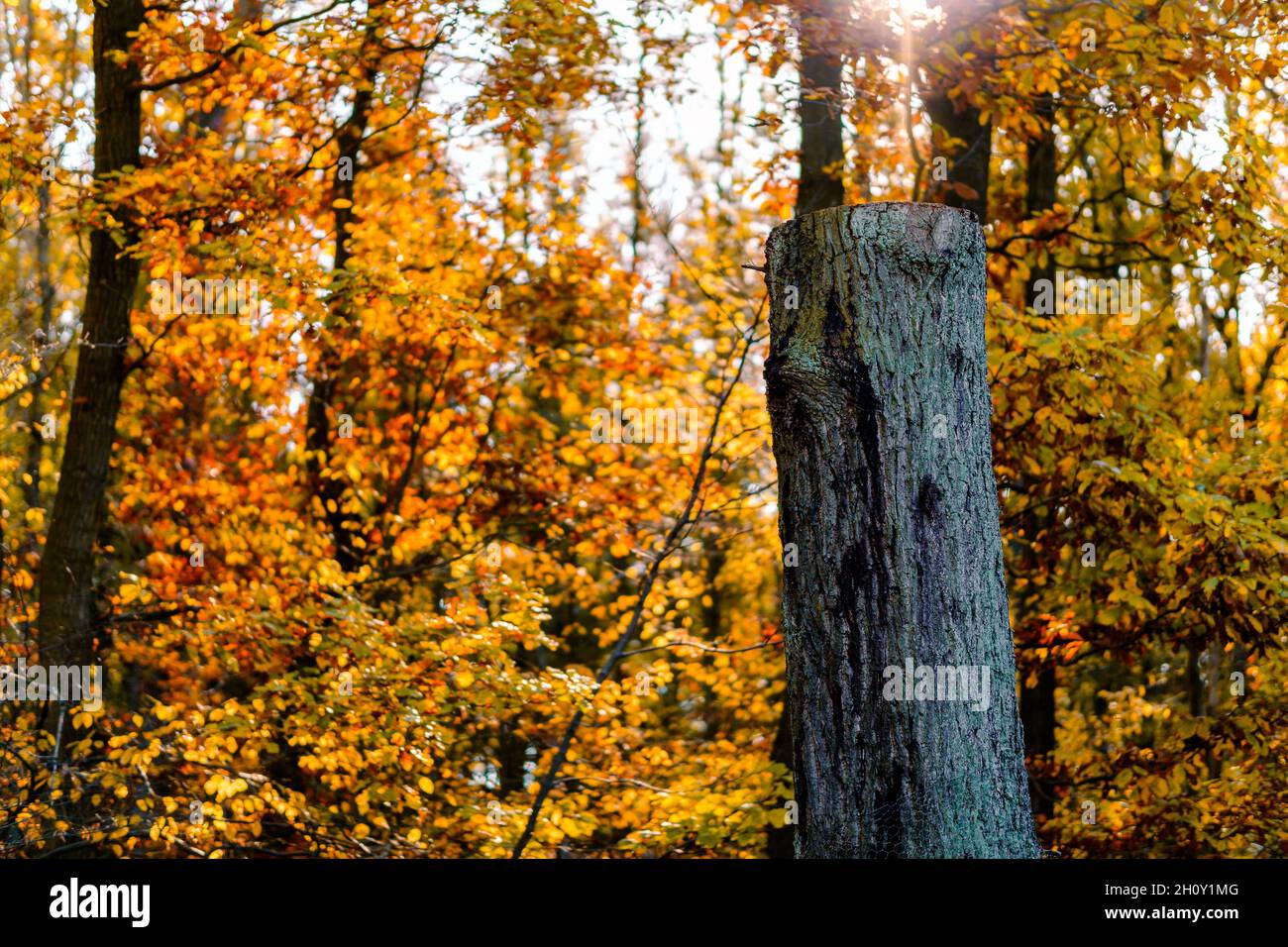 Abgesägt Baumstamm mit rauer Rinde im Wald. Im Herbst fällt goldenes Sonnenlicht durch bunte Blätter. Unscharfer Hintergrund. Stockfoto