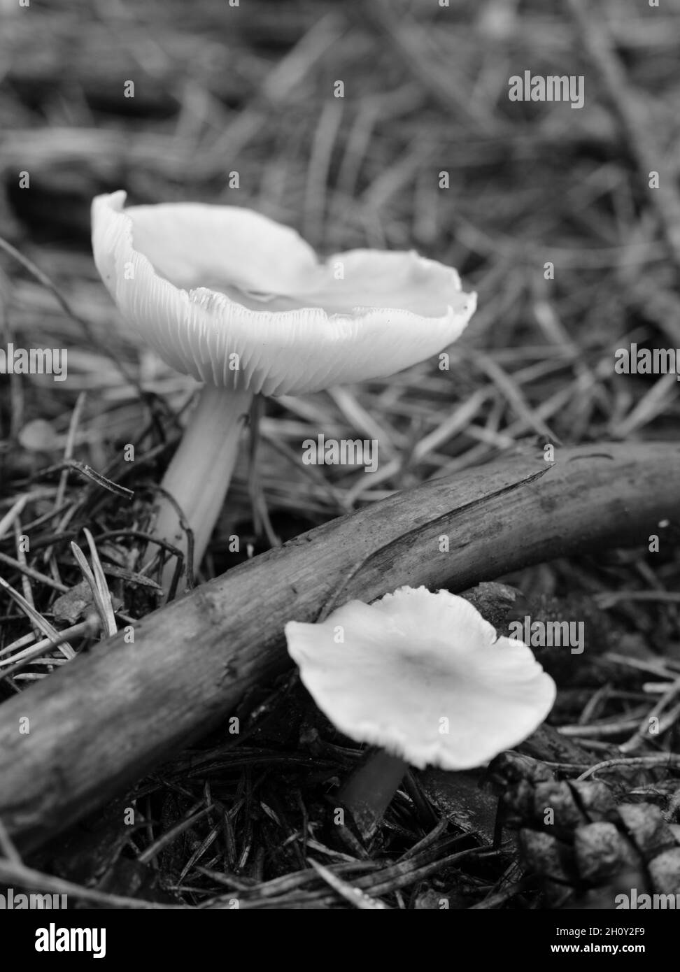 Monochromes Foto von zwei Russula-Pilzen im Nadelwald mit nadelbedecktem Boden Stockfoto