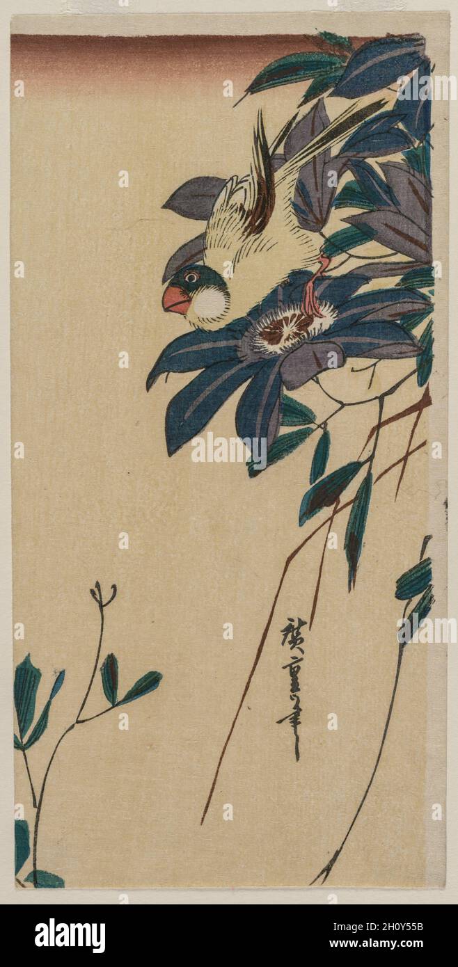 Grosbeak und Clematis, Mitte 1830er Jahre. Utagawa Hiroshige (Japanisch, 1797-1858). Farbholzschnitt; insgesamt 23.7 x 12.6 cm (9 5/16 x 4 15/16 Zoll). Stockfoto