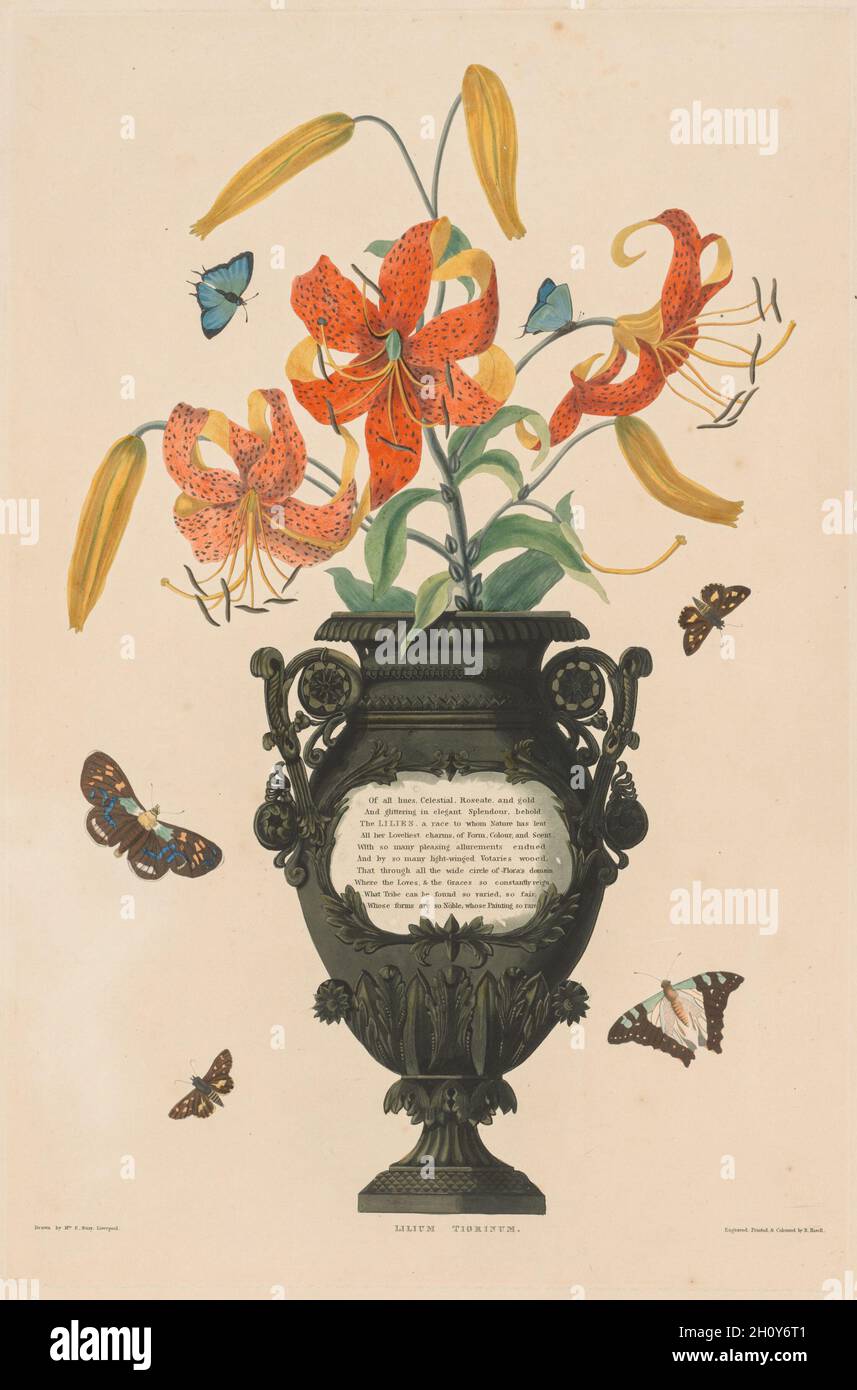 Eine Auswahl von Hexandrian-Pflanzen, die zur natürlichen Ordnung der Amaryllidae und Liliacae gehören: Tigorilie, 1831-32. Robert Havell (Großbritannien, 1769-1832). Aquatint; Ende des 18. Jahrhunderts entwickelte sich der Farbdruck, ein mühsamer Prozess, bei dem das Bild aus separaten Platten für jede Farbe aufgebaut wird. Unter Anwendung der Newtonschen Farbtheorie wurde eine Platte für jede der drei Primärfarben (blau, gelb und rot) sowie für eine dunklere Farbe (normalerweise schwarz, um einen vereinheitlichenden Hintergrundton zu liefern) vorbereitet. Auch diese Teller wurden oft mit Handarbeiten in Aquarell verziert Stockfoto