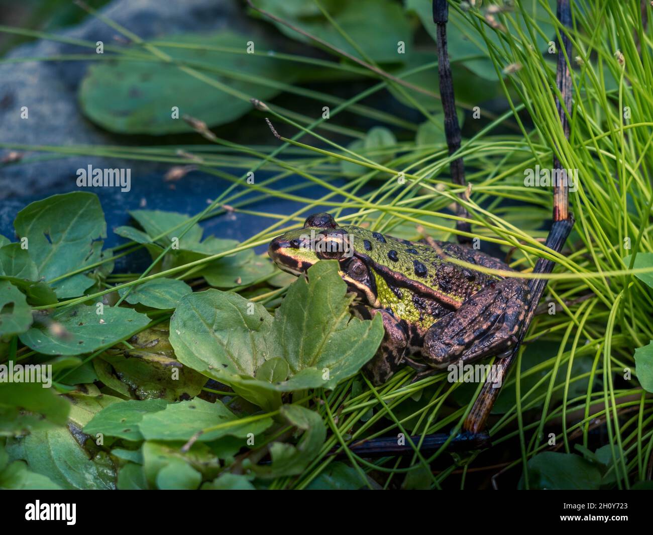 Grenouille aux aguets en Mode Camouflage dans un Petit étang Stockfoto