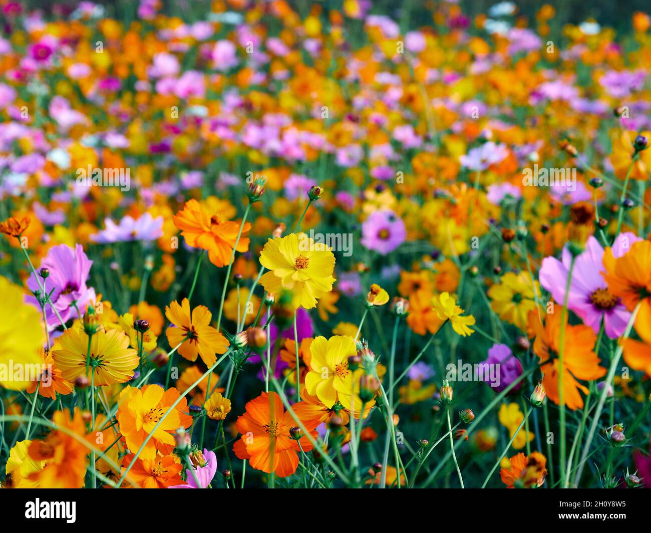 Wildblumen am Straßenrand bringen farbenfrohe Darstellungen entlang eines Georgia USA Highways. Stockfoto