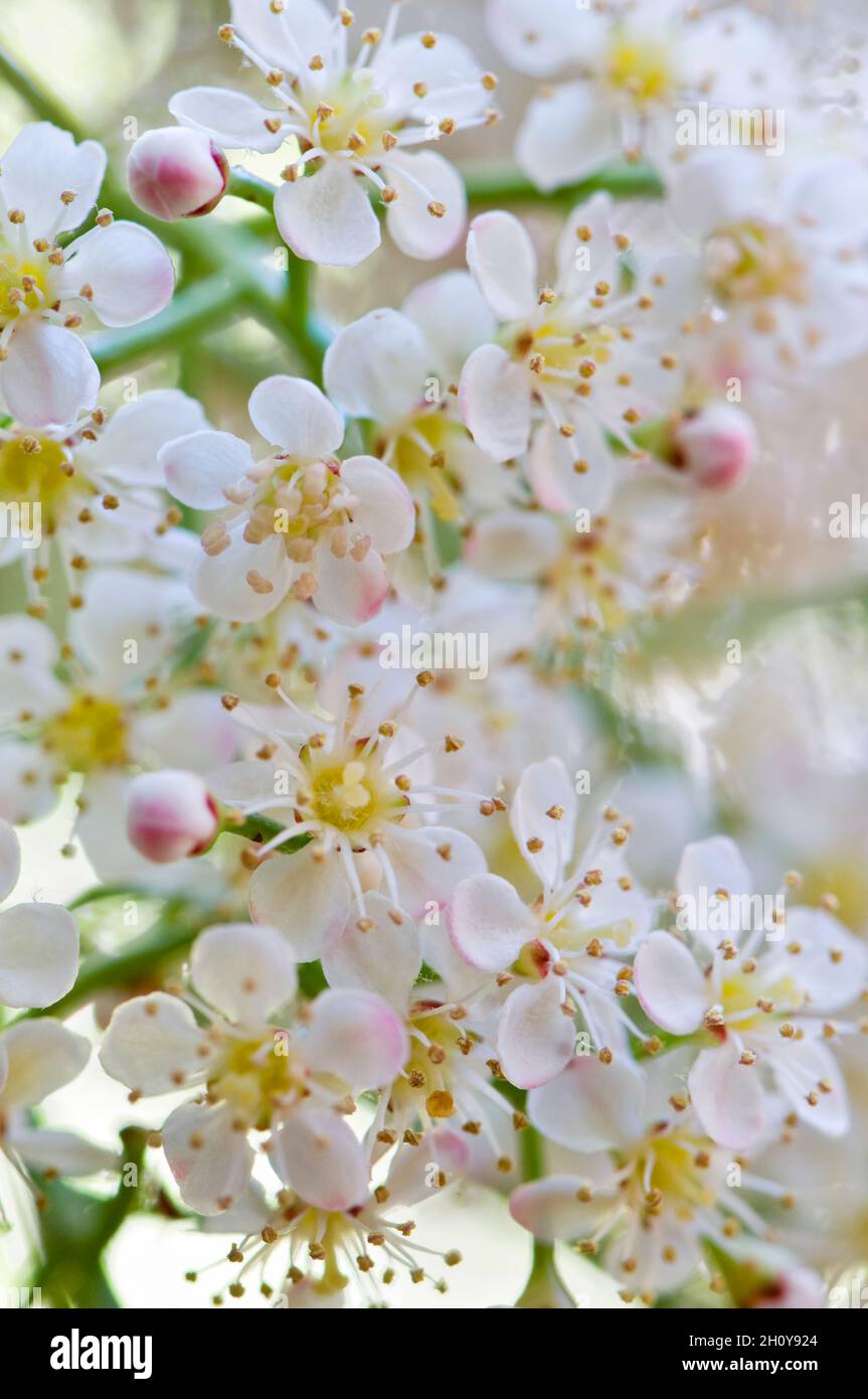 Nahaufnahme der roten Robin Blumen/Blüten. Der botanische Name ist Photinia. Stockfoto