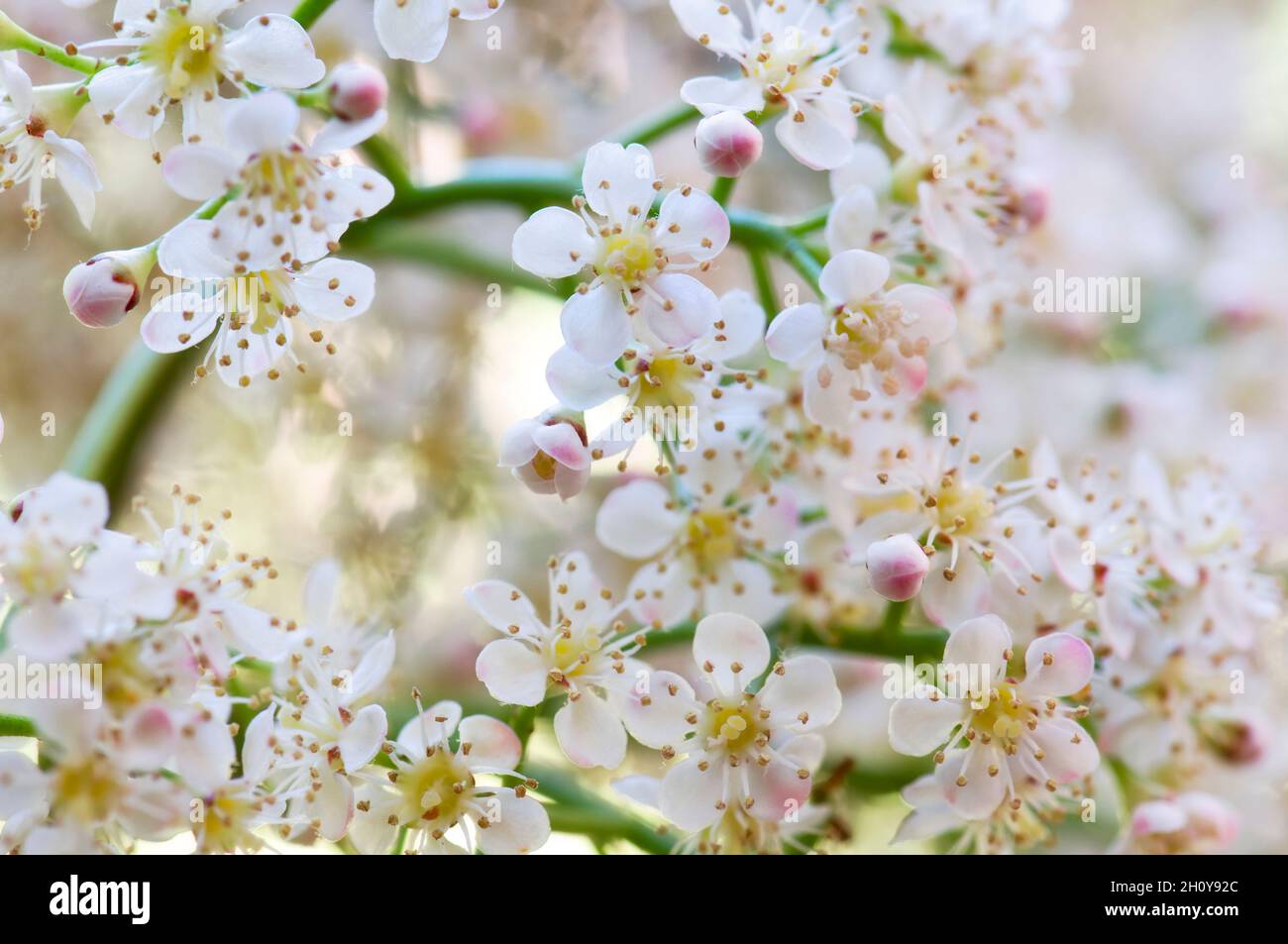 Nahaufnahme der roten Robin Blumen/Blüten. Der botanische Name ist Photinia. Stockfoto