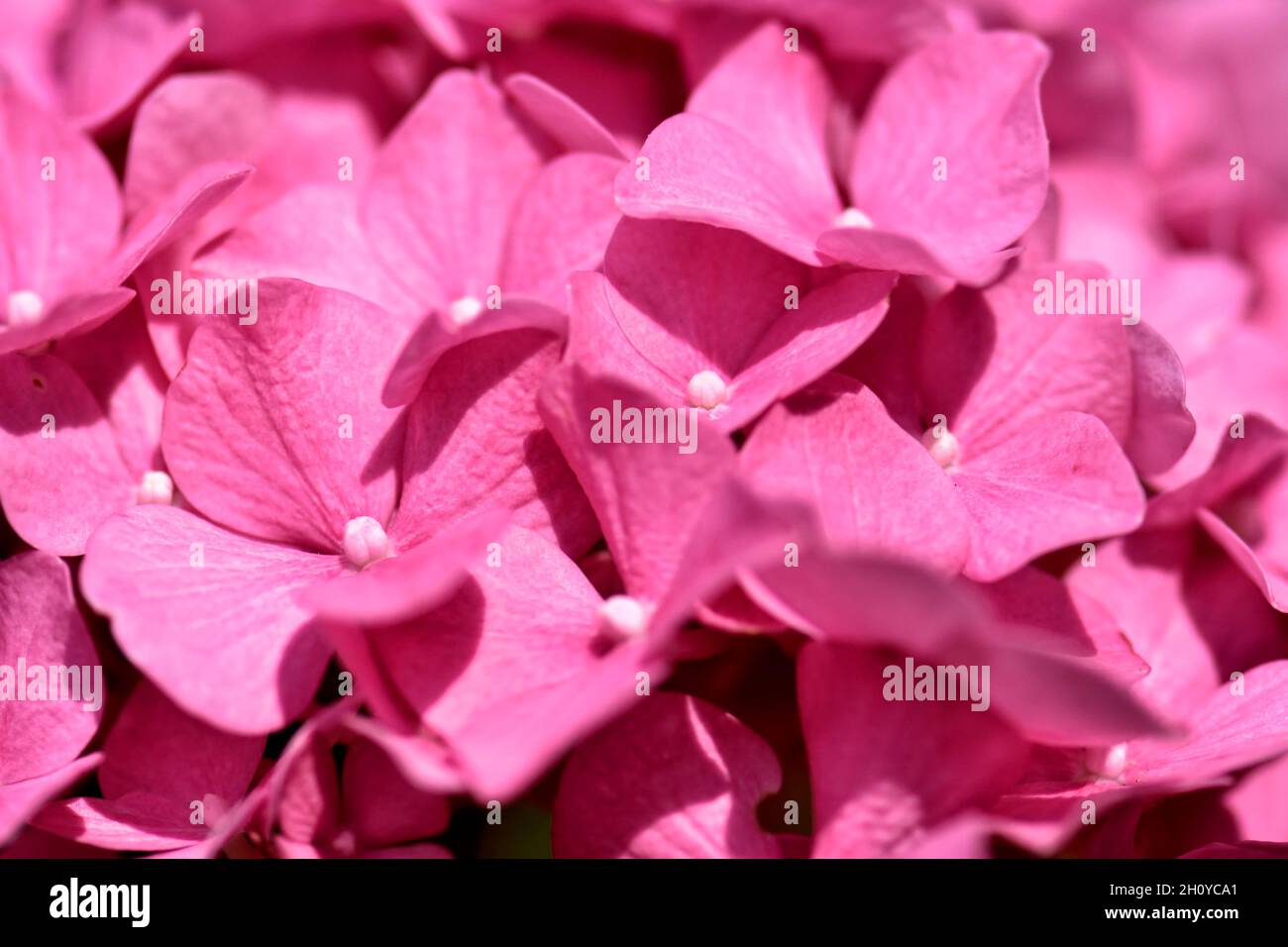 Vollbild des Hortensia-Blütenkopfes in rosa Stockfoto