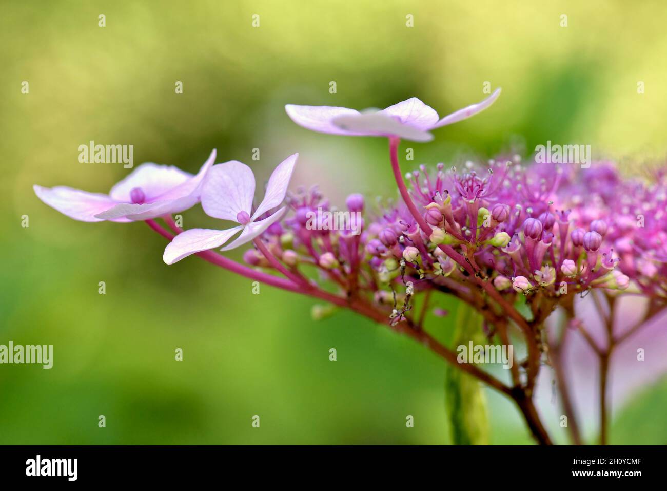 Schöne blühende rosa Hydrangea vor einem unscharf grün belaubten Hintergrund Stockfoto