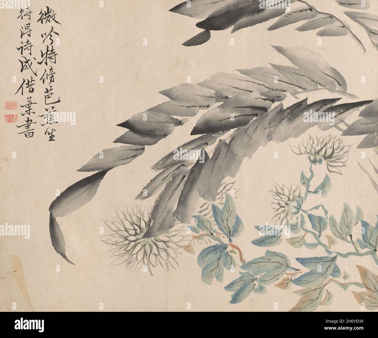Bananenpflanze und Chrysantheme, c. 1845-54. Tsubaki Chinzan (Japanisch, 1801-1854). Tinte und Farbe auf Papier; Blatt: 28 x 34.3 cm (11 x 13 1/2 Zoll). Stockfoto